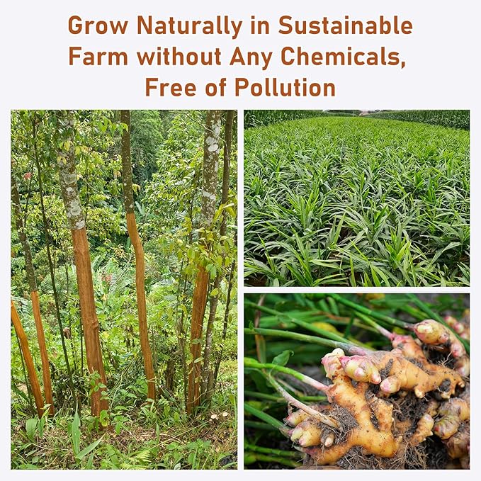 Turmeric Ginger Cinnamon Tea Bags, Pure Natural Ginger Turmeric Herbal Blend Tea with Cinnamon for Promoting Digestion, Boosts Immunity, Caffeine-Free, No Additives (1 Pack/120 Bags)