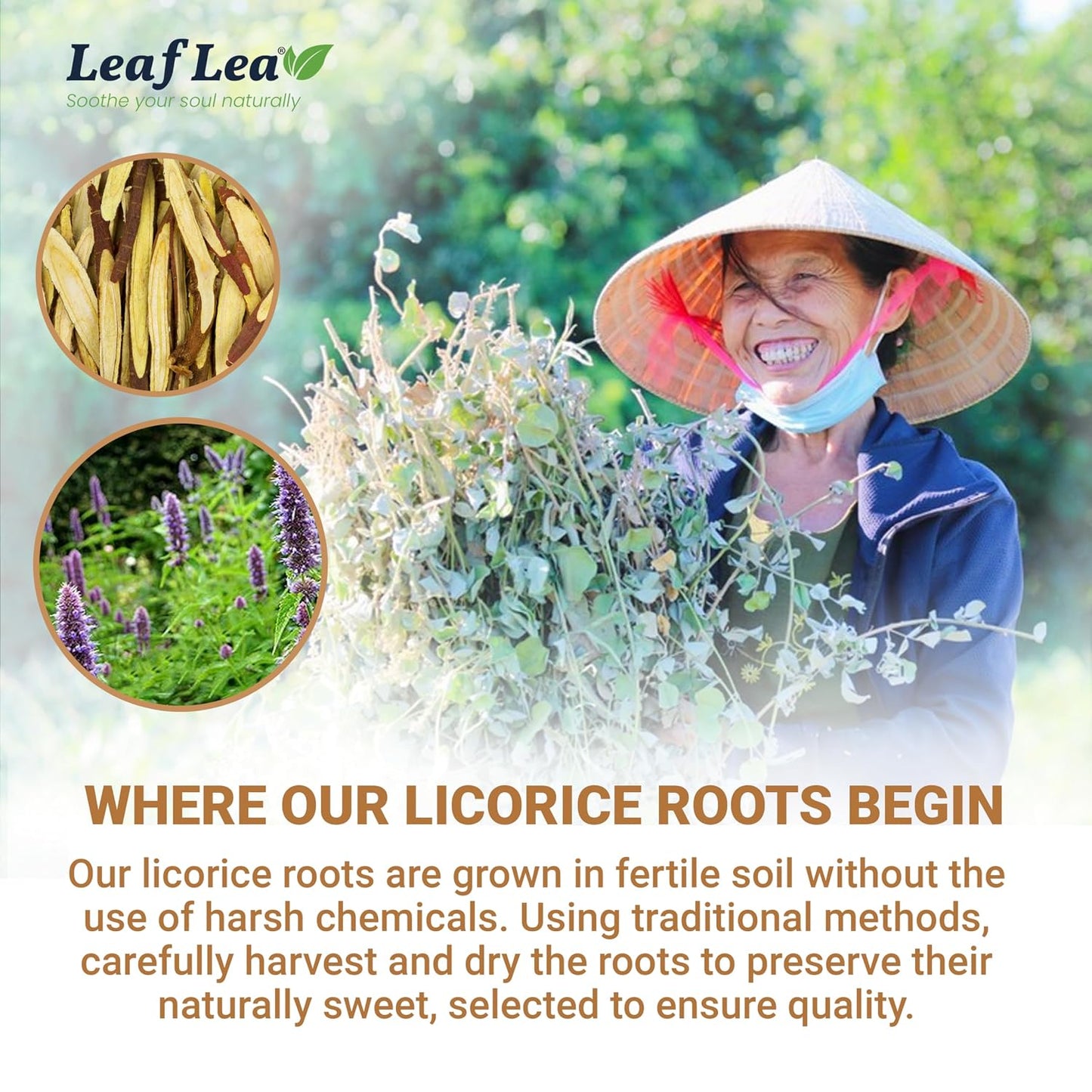 LeafLea Licorice Root Tea Bags, Caffeine-Free Liquorice Tea, 80 Count | Naturally Sweet Black Licorice Spice, 100% Pure Single Ingredient, Sugar-Free, Foil-Wrapped Freshness