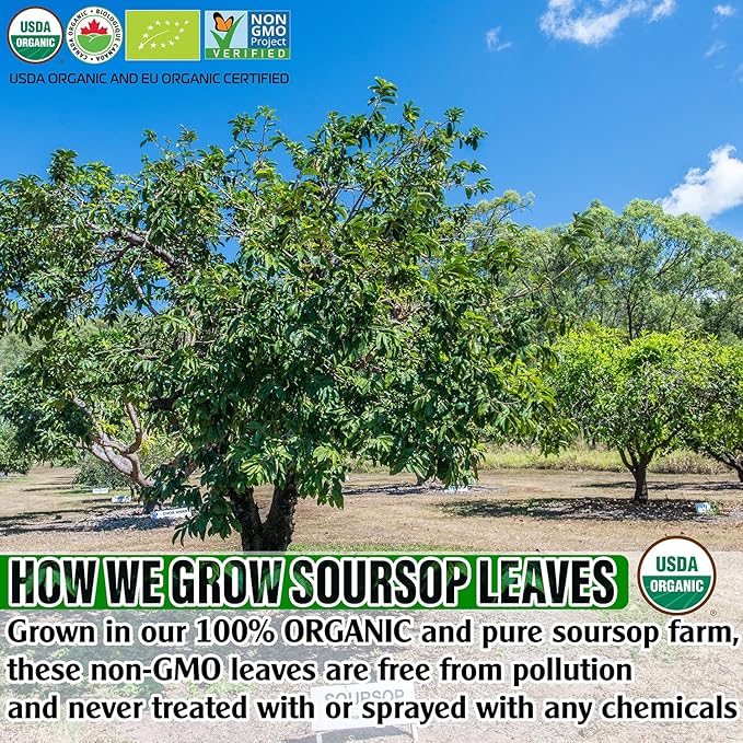 Organic Soursop Leaf Tea Bags - USDA Certified, 100% ORGANIC and Pure from Soursop Leaves, Non-GMO, Sugar/Caffeine/Gluten Free, Eco-Conscious Corn Fiber - Graviola Tea Bags.Hojas De Guanabana Tea (110 teabags)