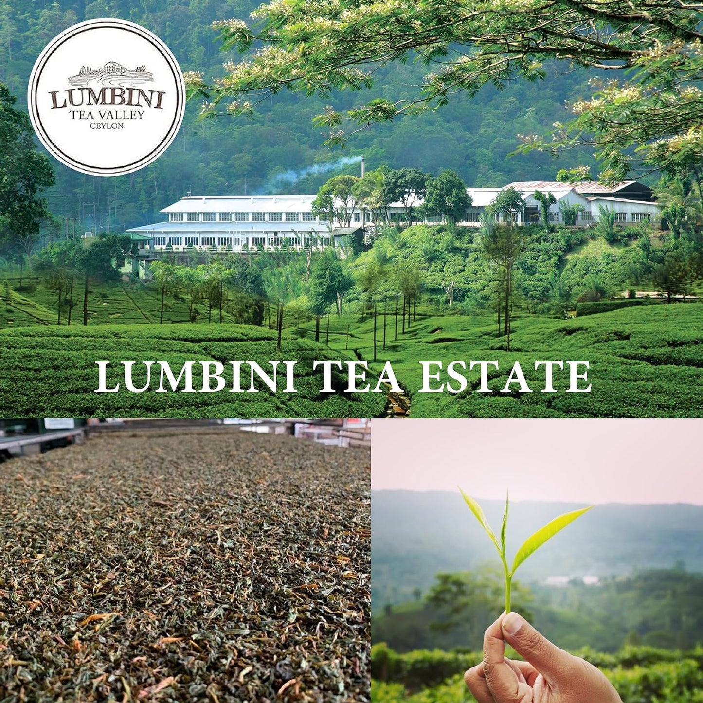 Lumbini Ceylon Black Tea BOPF Loose Leaf | Single Origin Sri Lanka Rainforest Tea | Rich Full-Bodied Flavor | Includes Wooden Tea Spoon (800g (400g 2packs))