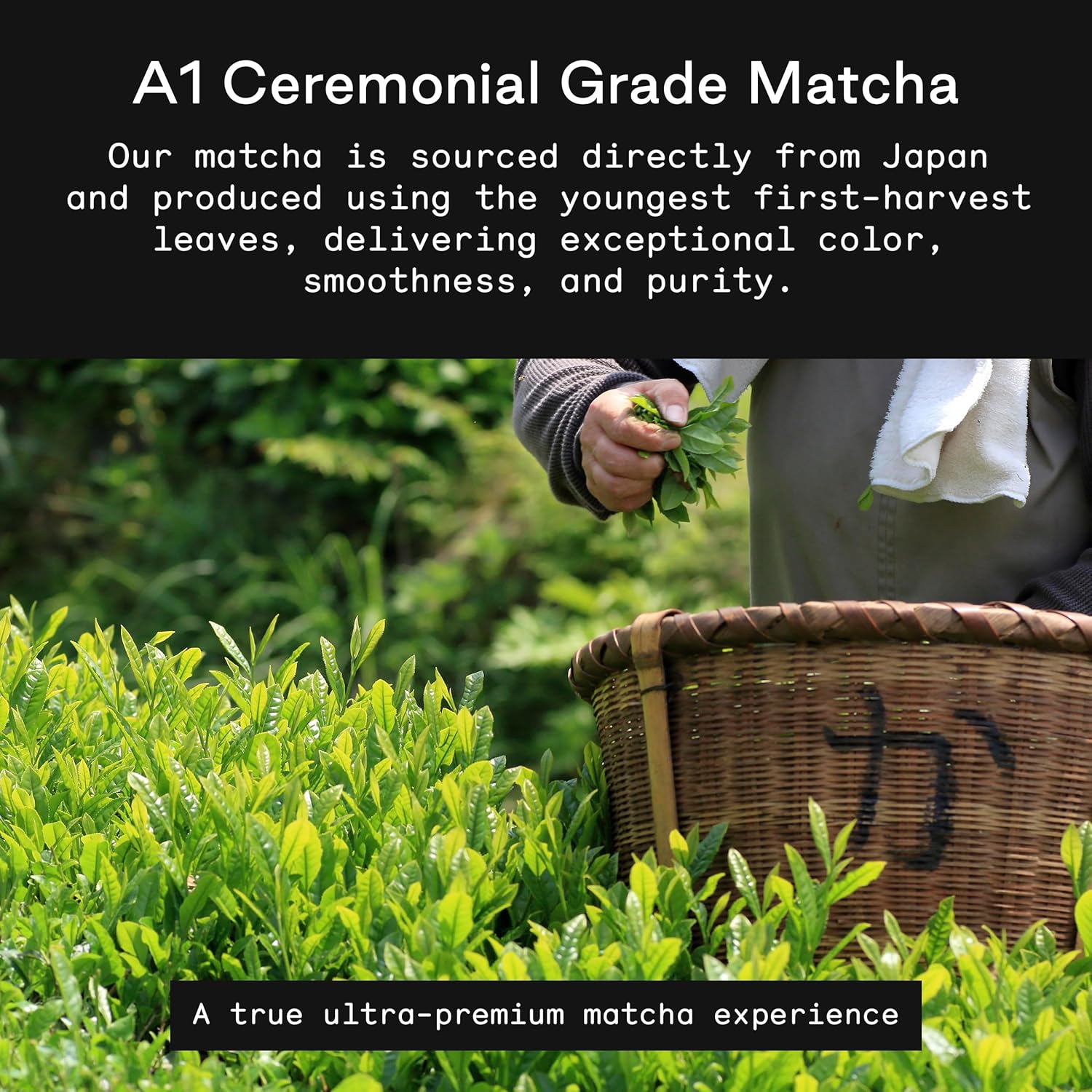 Firebelly Tea Daily Matcha Powder, Ceremonial Grade Matcha from Japan, Premium Stone-Milled Japanese Green Tea Powder, Smooth Balanced Energy, 1.06 oz