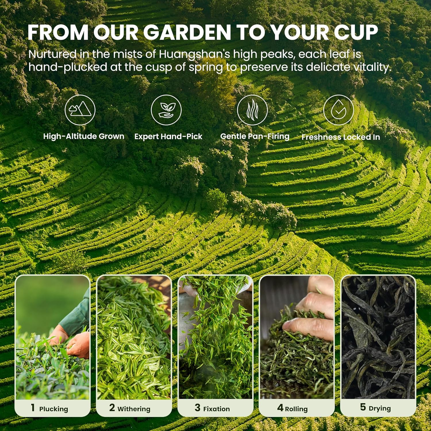 Maofeng Green Tea Loose Leaf (200g/7oz), Pure Natural, Low Caffeine & Gluten Free from Huangshan Anhui with Resealable Ziplock Pouch