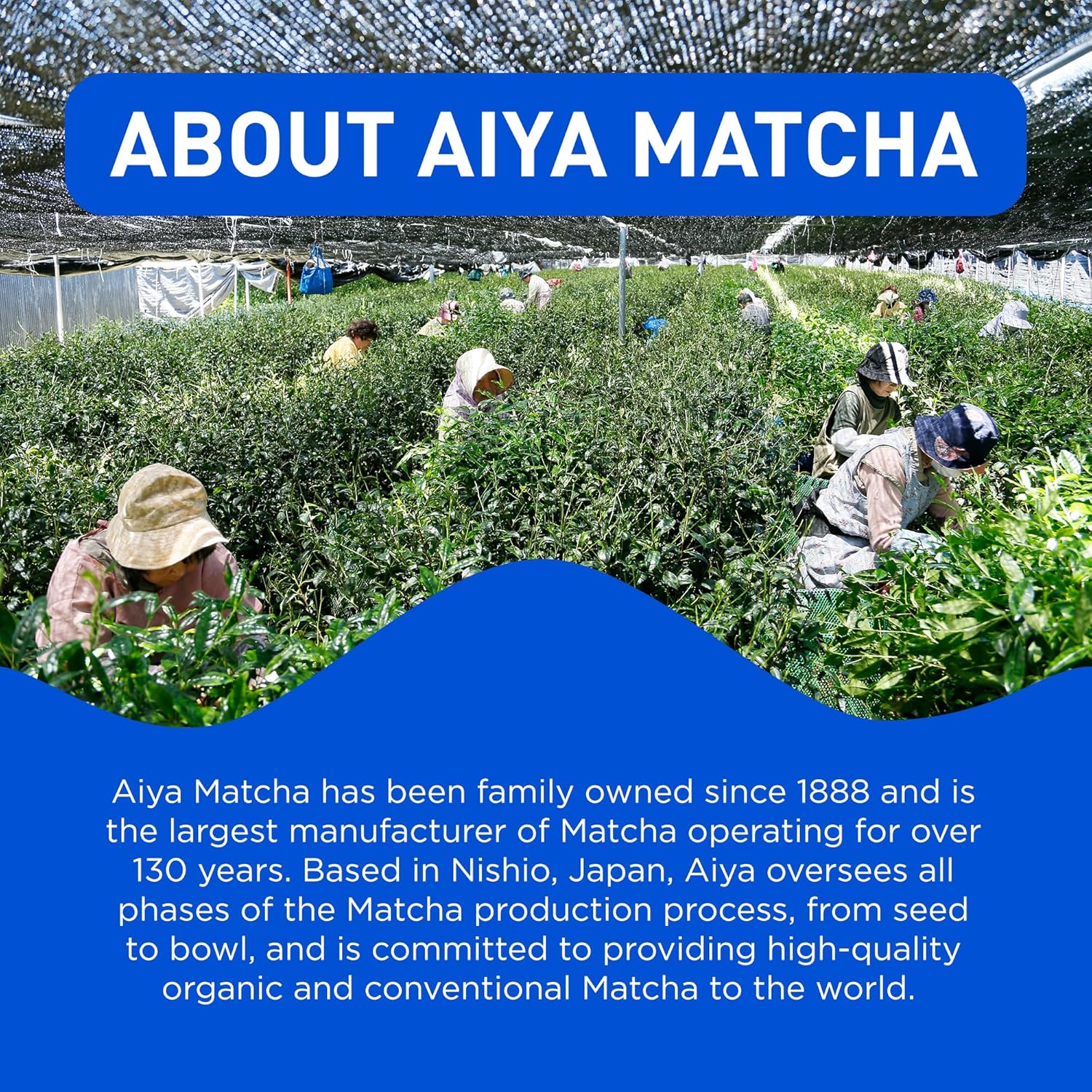 Aiya Sugar-Free Sweetened Matcha To Go Sticks - Stevia Sweetened Packets, Premium Japanese Matcha Powder, Gluten-Free - 10 Single-Serving Sticks