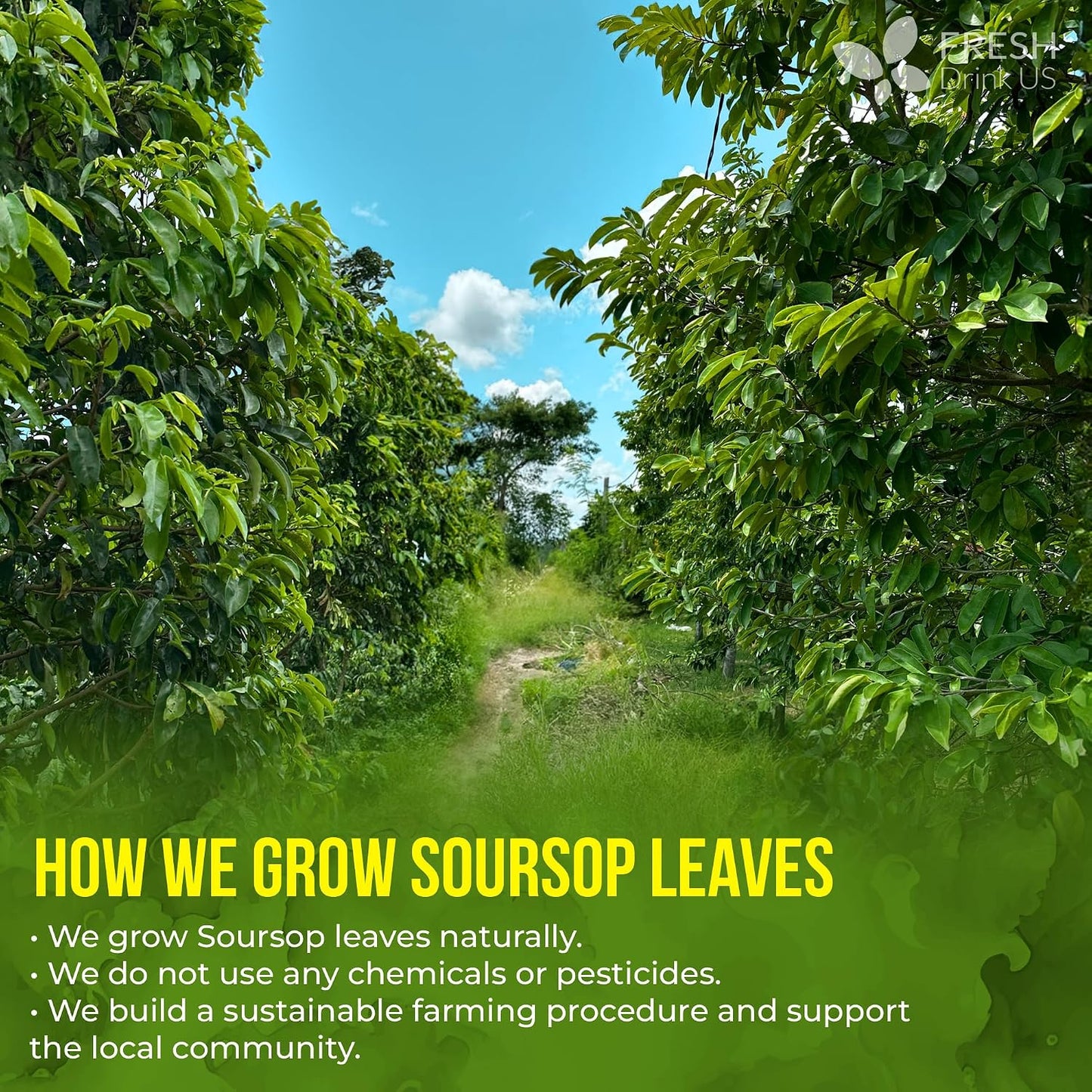 FreshDrinkUS, Soursop Graviola Leaf Tea | 45 Count | Eco-Conscious Tea Bag