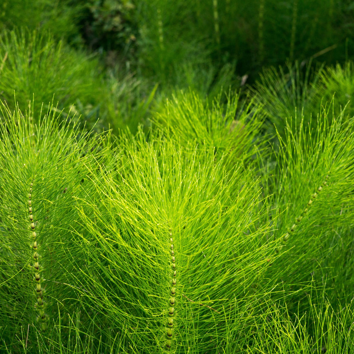 Alpi Nature Horsetail Herb 4.4 oz 125g, Dried Horsetail Herb for Infusions