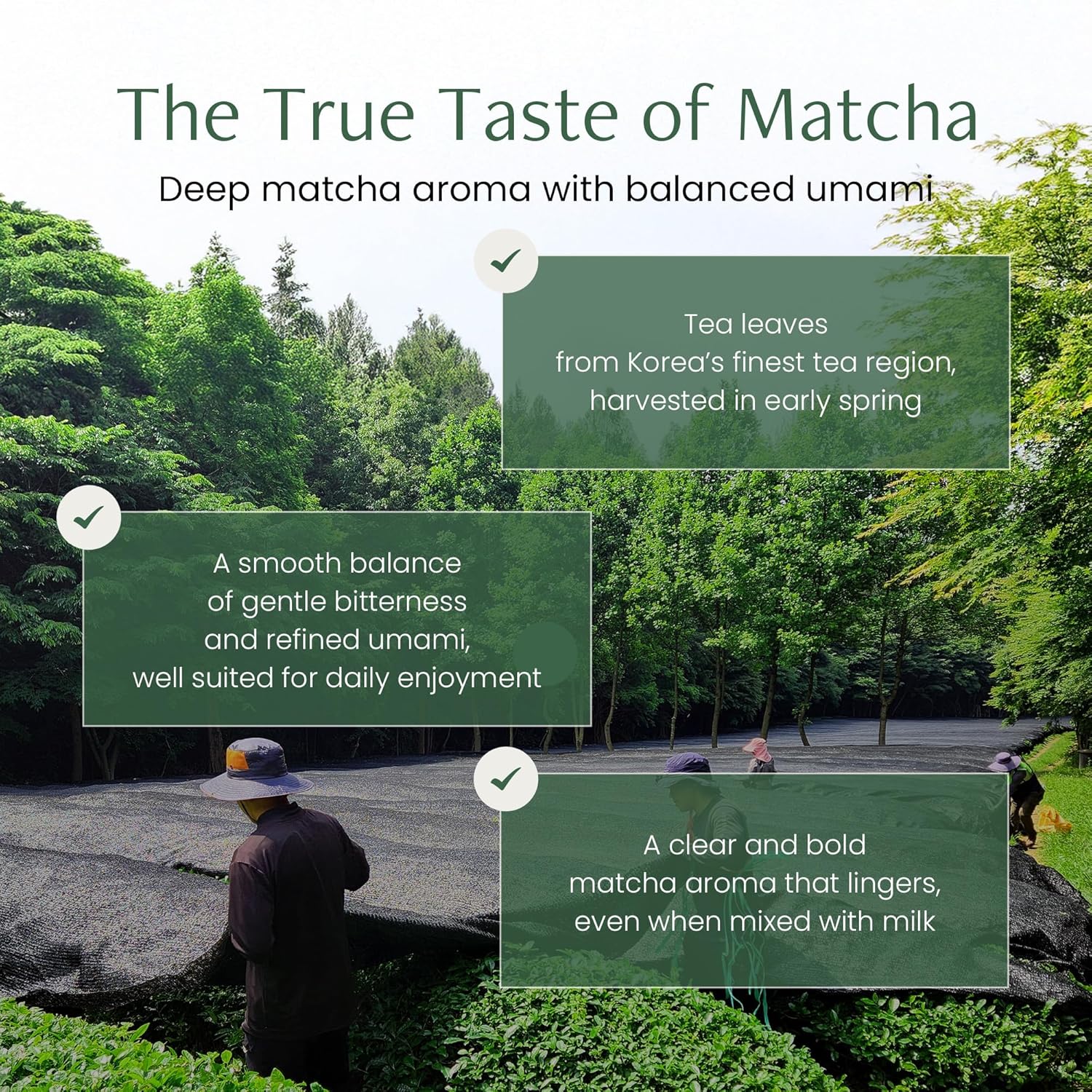 Magpie&Tiger Premium Matcha Powder - Perfect for Matcha Lattes | Authentic Korean Green Tea from Boseong, Korea | Rich, Vibrant Flavor with a Clean Finish (40g)