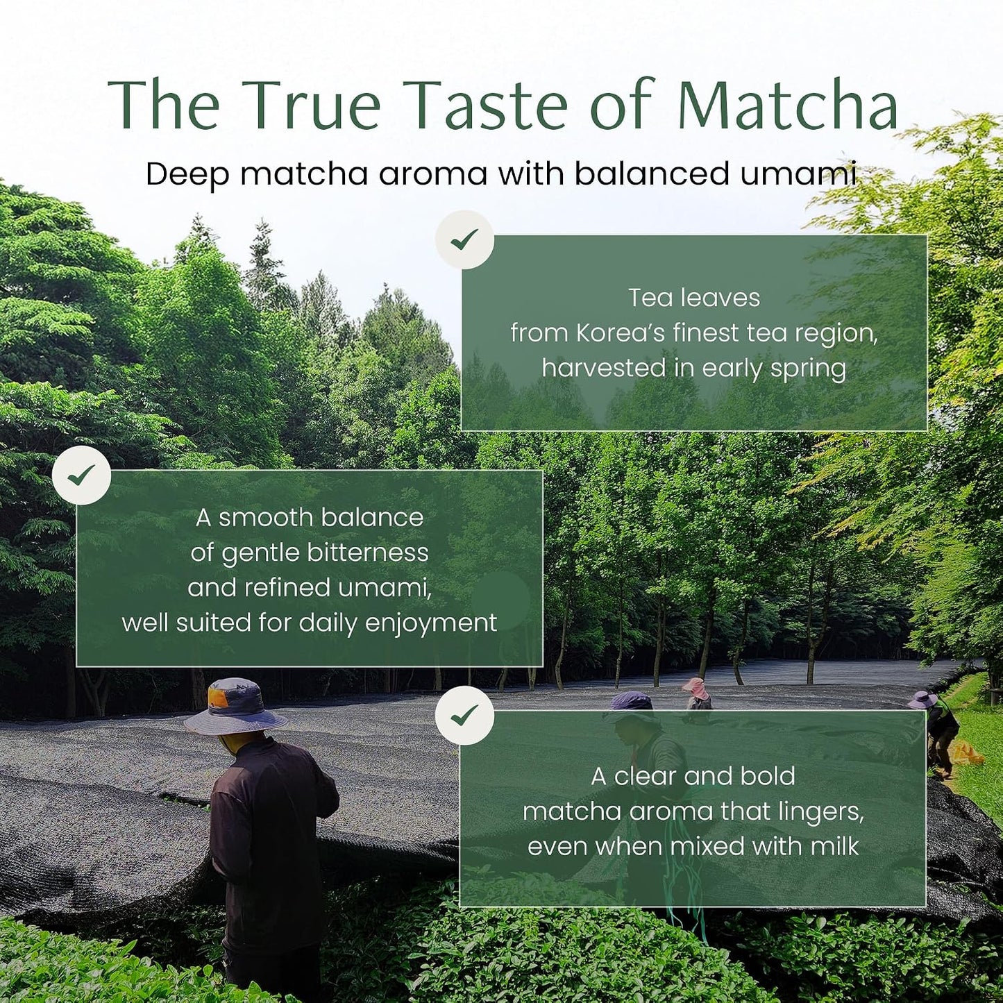 Magpie&amp;Tiger Premium Matcha Powder - Perfect for Matcha Lattes | Authentic Korean Green Tea from Boseong, Korea | Rich, Vibrant Flavor with a Clean Finish (40g)