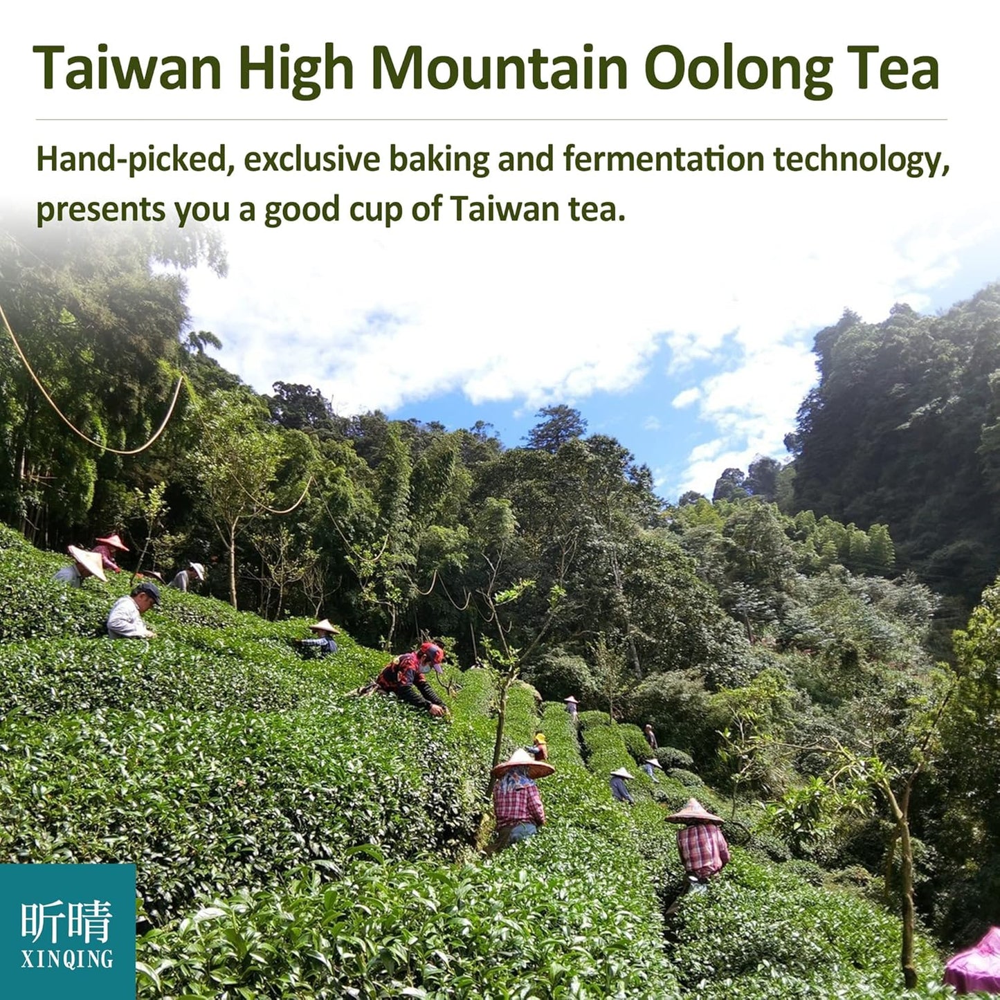 Xin Qing Dong Ding Oolong Tea Dongding Tea Taiwan High Mountain Oolong Tea Taiwan Gaoshan Ulong Tea 150g/5.3oz