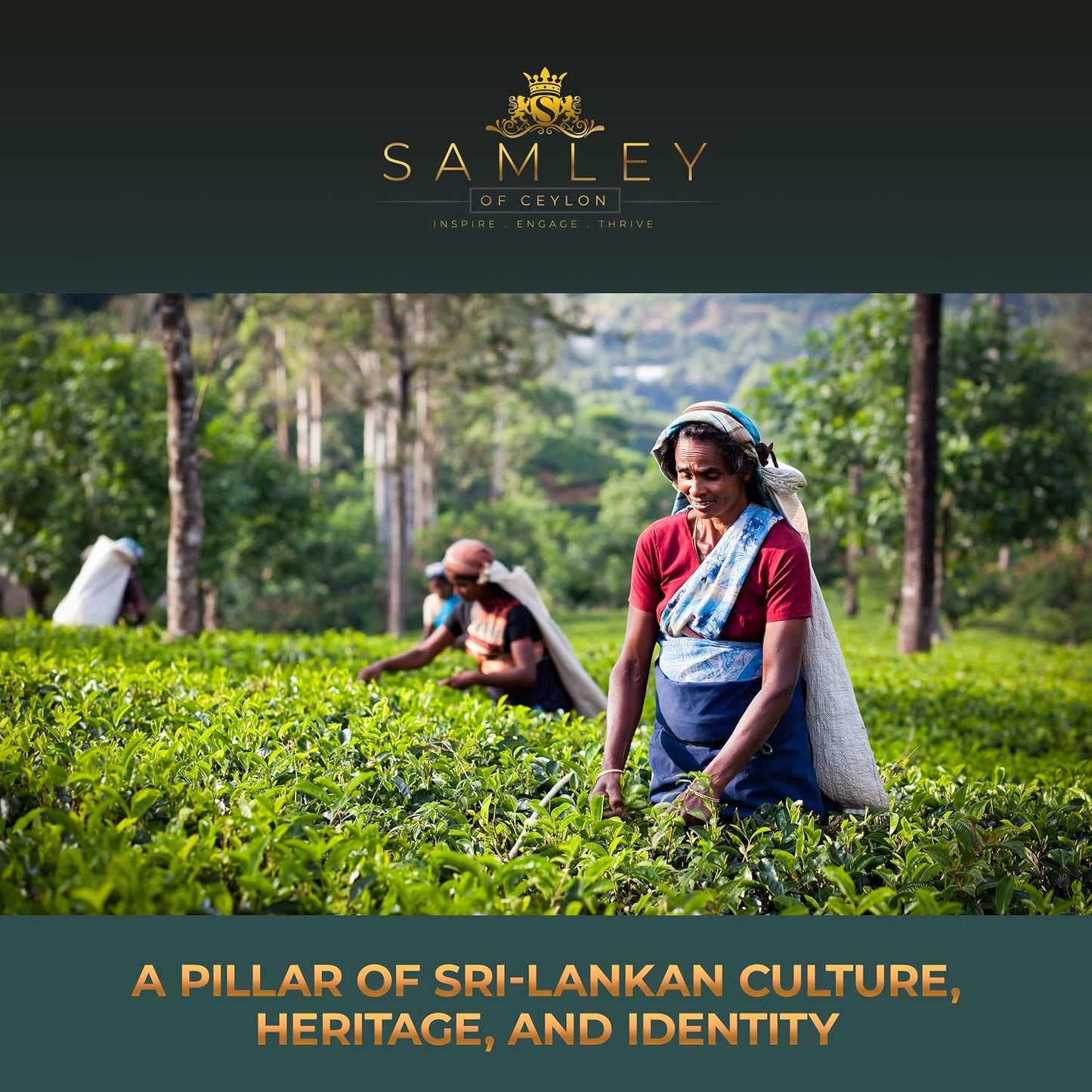 SAMLEY CEYLON - Green Tea Loose Leaf - Ceylon Tea Premium Green Tea - Mountain Fresh Sri Lanka Pure Fantasy Blend - Loose Leaf Specialty Grade Authentic Quality - 3.5oz Package