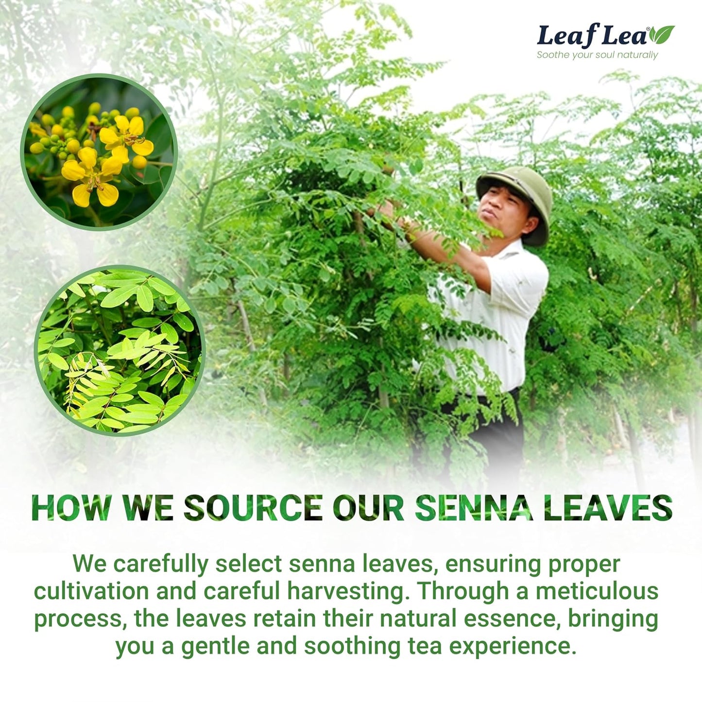 LeafLea Senna Tea Bags, Natural Laxative for Occasional Constipation, 80 Ct