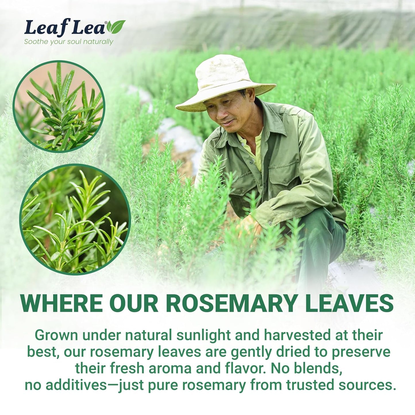 LeafLea Rosemary Tea Bags, Single-Ingredient Rosemary Leaf Tea, 80 Count