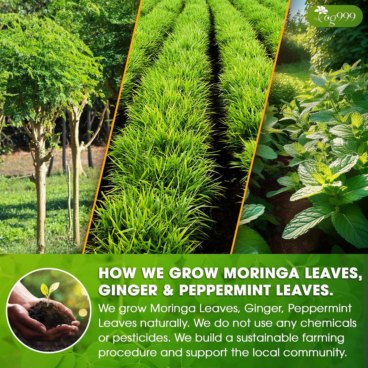 TOG999 Premium Moringa Tea Bags, Ginger Peppermint Herbal Blend, 120 Count