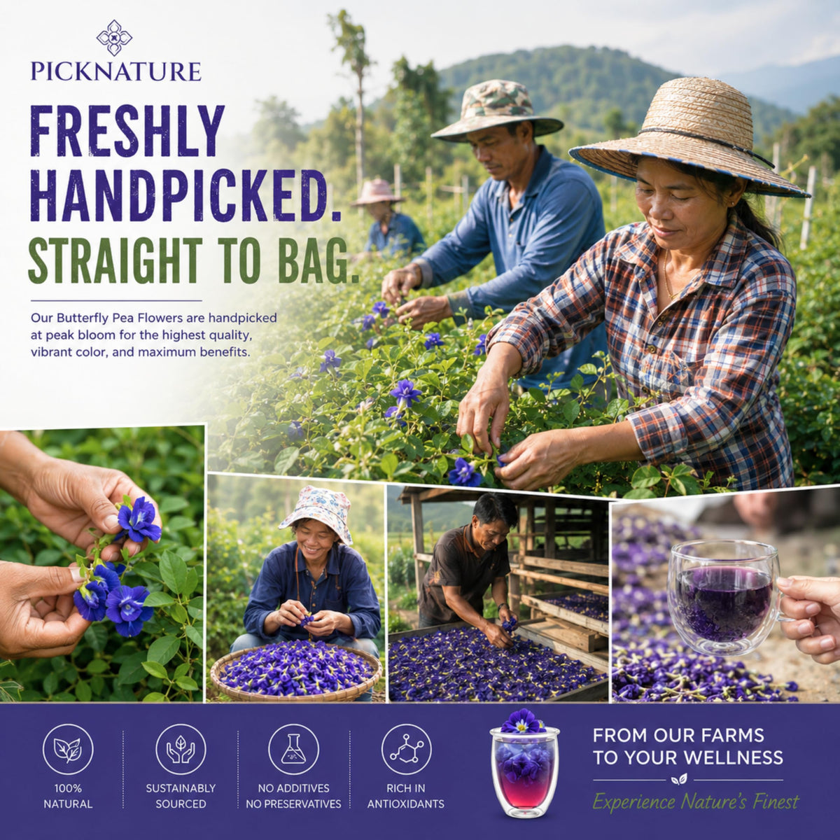 PICKNATURE Organic Butterfly Pea Flower Tea Loose Leaf | Dried Butterfly Pea Flower | Blue Tea Natural Food Coloring | USDA