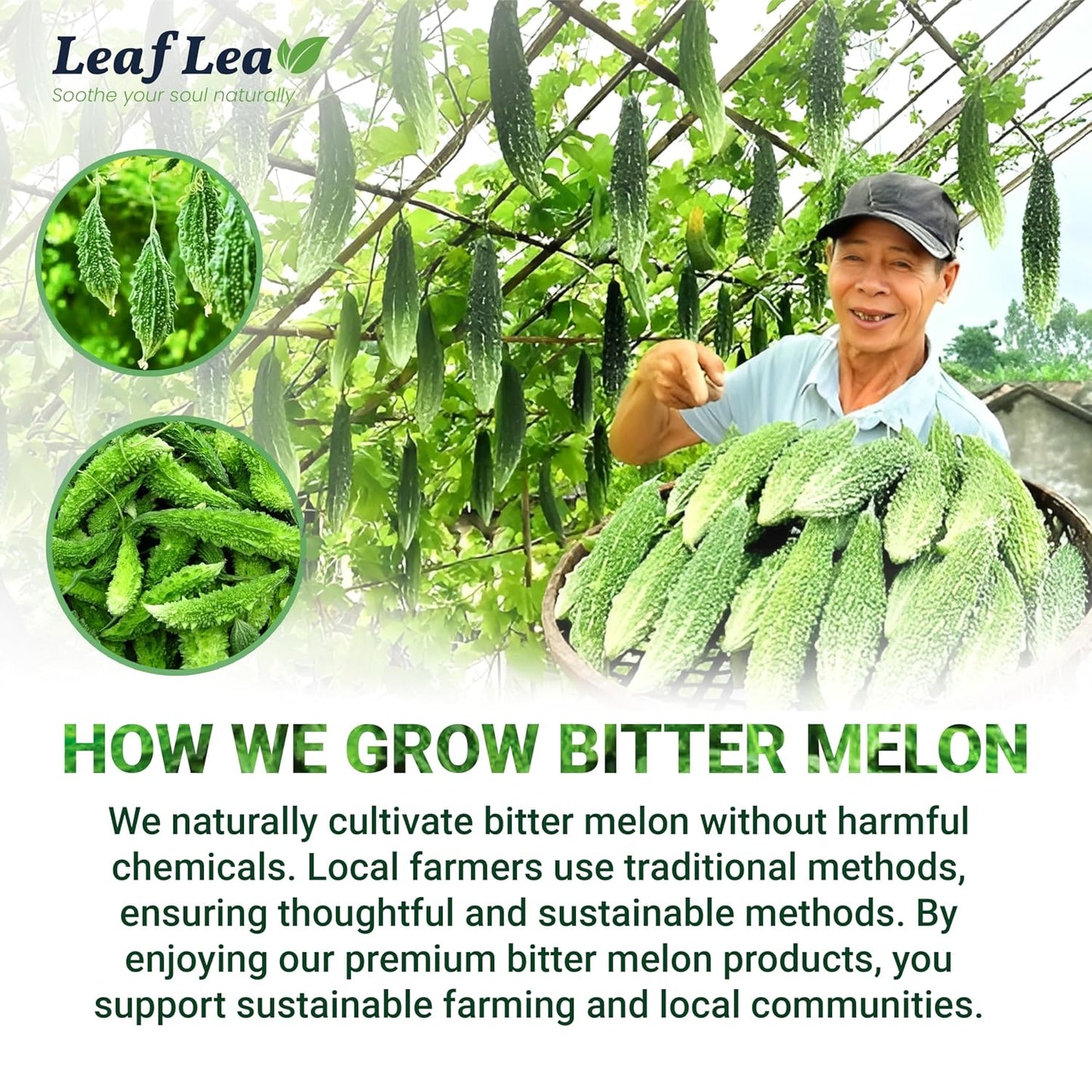 LeafLea Bitter Melon Tea Bags, Wellness &amp; Digestion Support, 40 Count