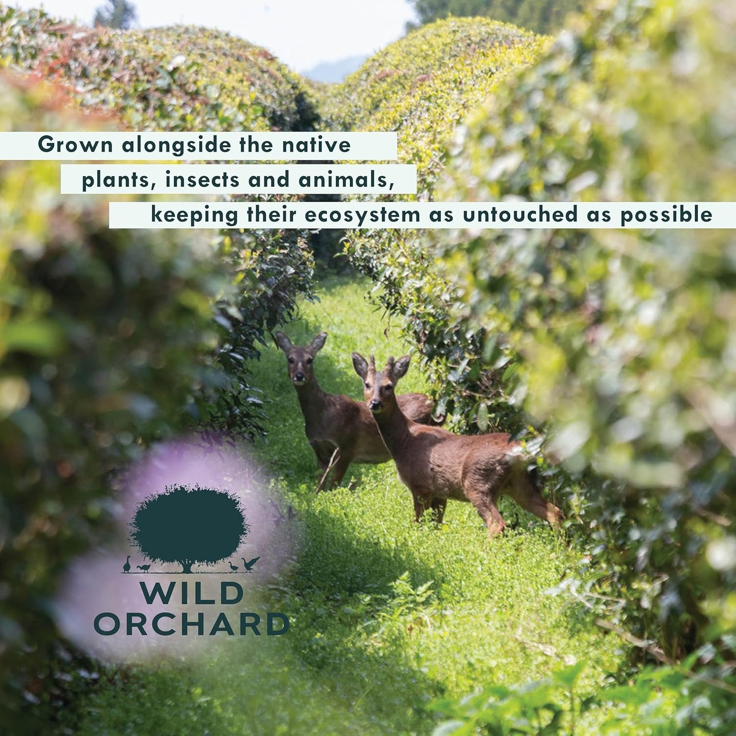 Wild Orchard Ayr Matcha Black from Jeju Island - Premium Tea - 100% Regenerative Organic Certified - Premium Grade Black Matcha Tea Powder Cultivated on Jeju Island in South Korea