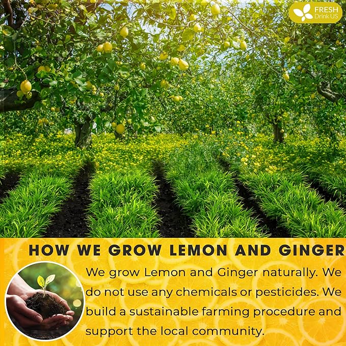 FreshDrinkUS, Premium 150 Lemon Ginger Tea Bags, 100% Natural Ingredients, Hand-made Blend of Lemon and Ginger, Eco-conscious Tea Bags. No Sugar, No Caffeine, Vegan.