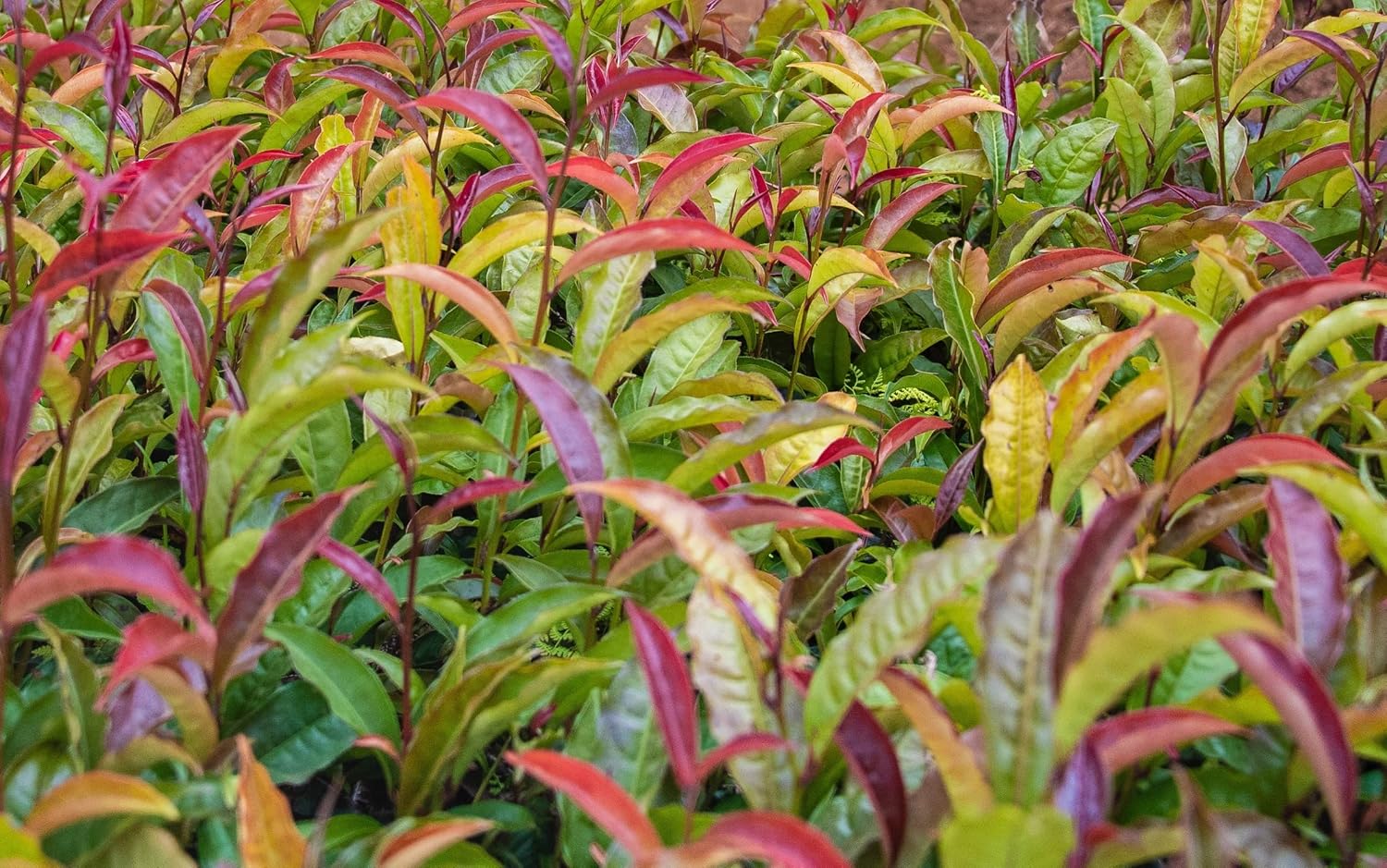 Chixotic Kenyan Purple Tea, Rare Whole Leaf Loose Leaf, Low Caffeine, Antioxidant-Rich, Smooth Flavor, 30g