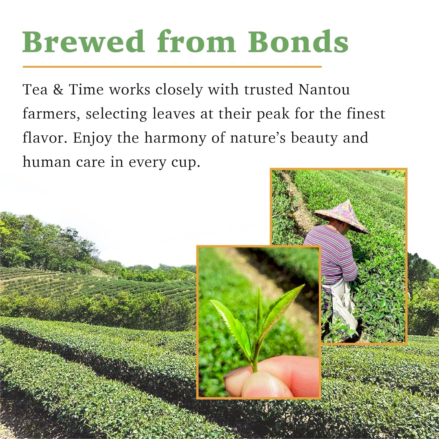 TEA & TIME Oolong Tea Loose Leaf – Four Seasons Spring Oolong (Sijichun), Premium Taiwanese Oolong Tea, Fragrant Chinese Tea Leaves, Fresh Aroma, (100g / 3.5oz)