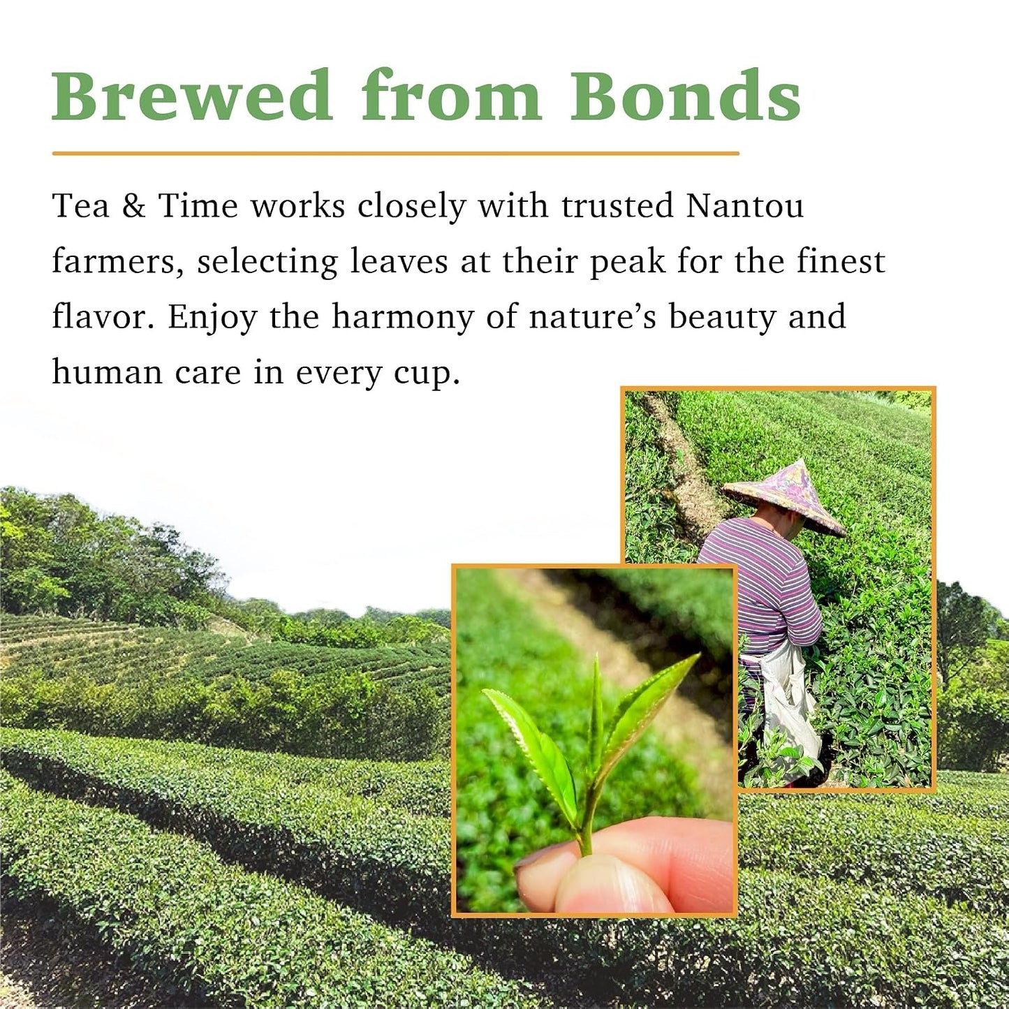 TEA &amp; TIME Oolong Tea Loose Leaf – Four Seasons Spring Oolong (Sijichun), Premium Taiwanese Oolong Tea, Fragrant Chinese Tea Leaves, Fresh Aroma, (100g / 3.5oz)
