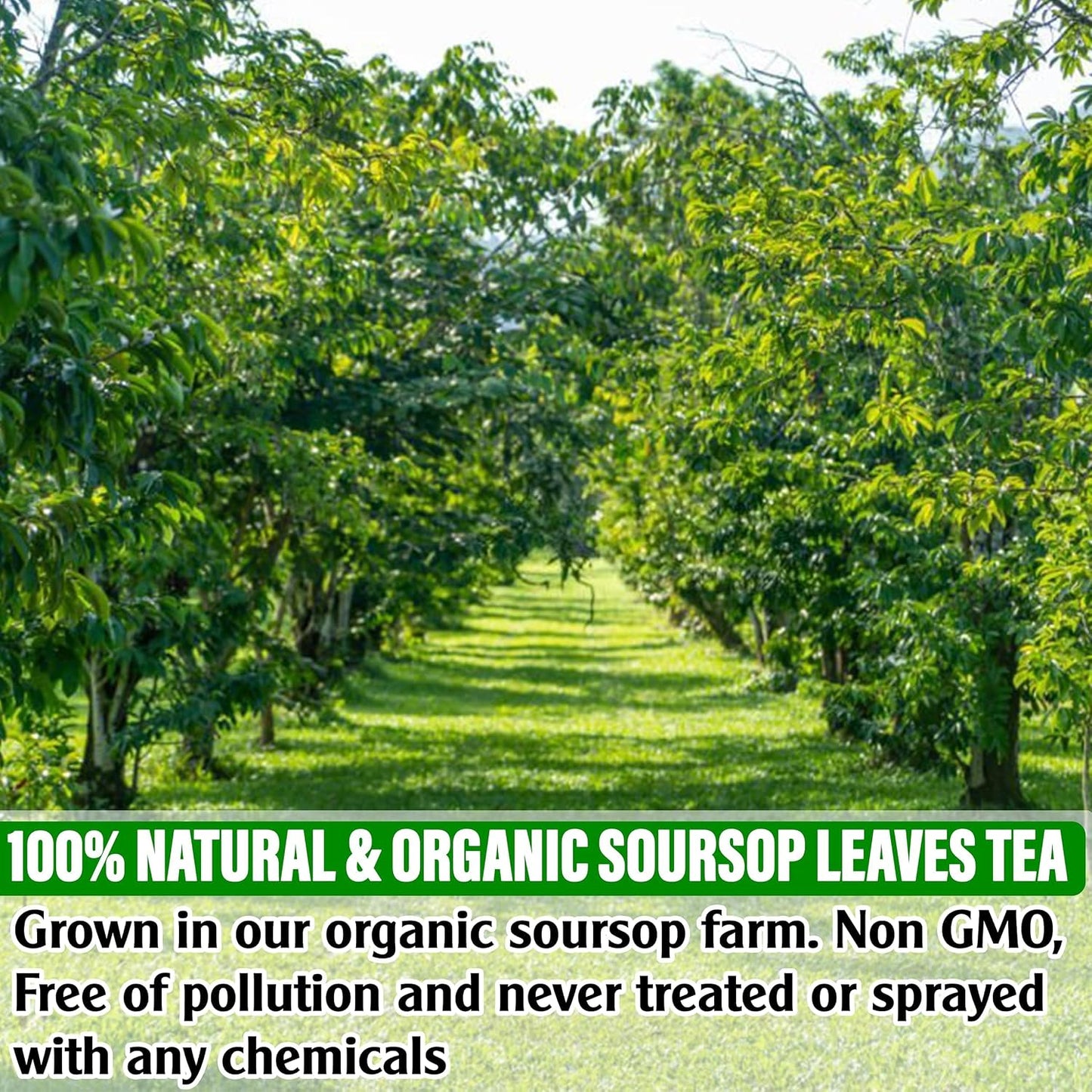 KEYXE - USDA Organic Soursop Graviola Leaves Tea 50 Bags. Non-GMO Verified , 100% Organic Soursop Leaves for Digestion, Boosting Immune, Improving Sleep &amp; Skin Health, Gluten Free, Caffein Free , Hojas De Guanabana Tea Organica, Eco-Conscious Tea Bags
