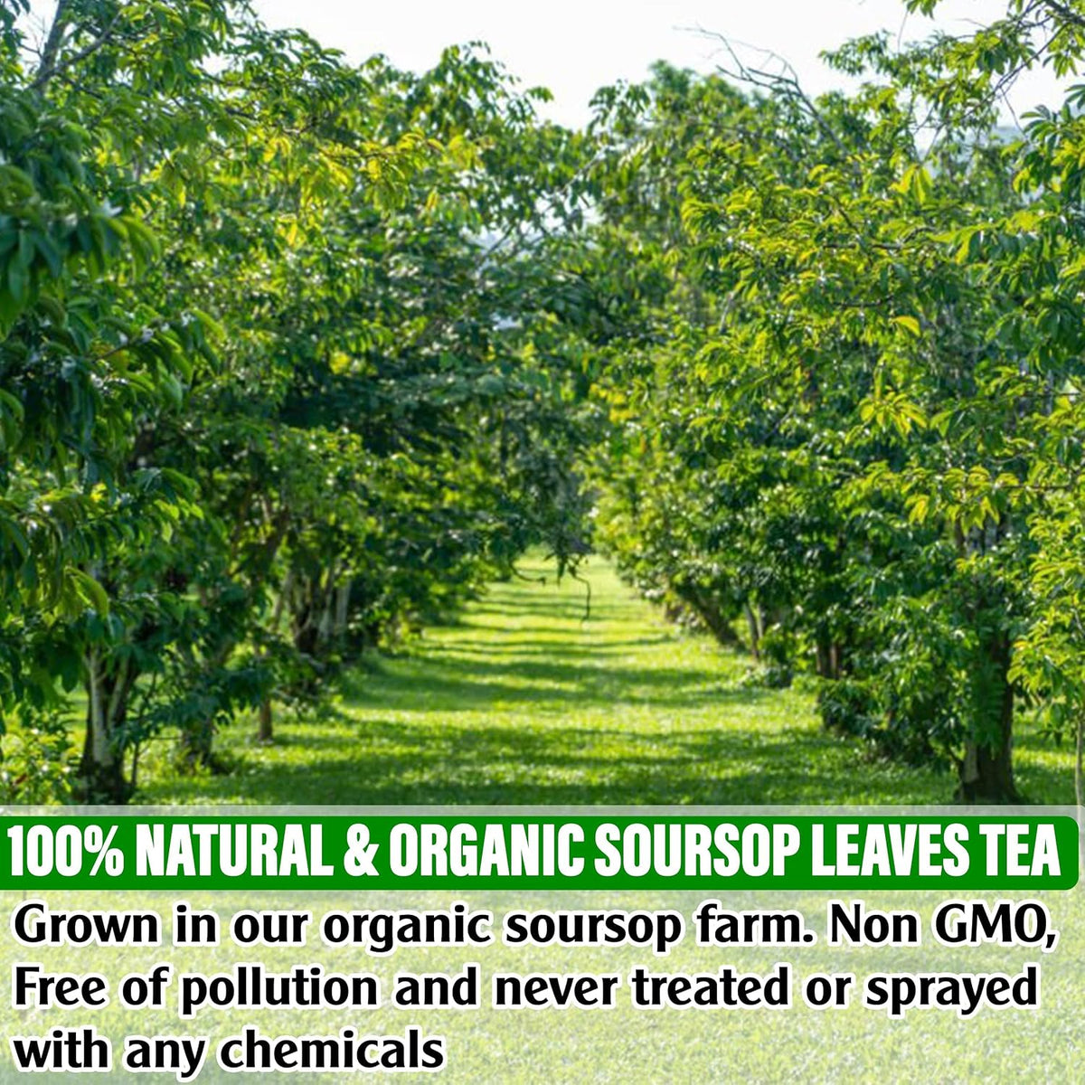 USDA Organic Soursop Graviola Leaves Tea 110 Bags. Non-GMO Verified , 100% Organic Soursop Leaves for Digestion, Boosting Immune, Improving Sleep &amp; Skin Health, Gluten Free, Caffein Free , Hojas De Guanabana Tea Organica, Eco-Conscious Tea Bags