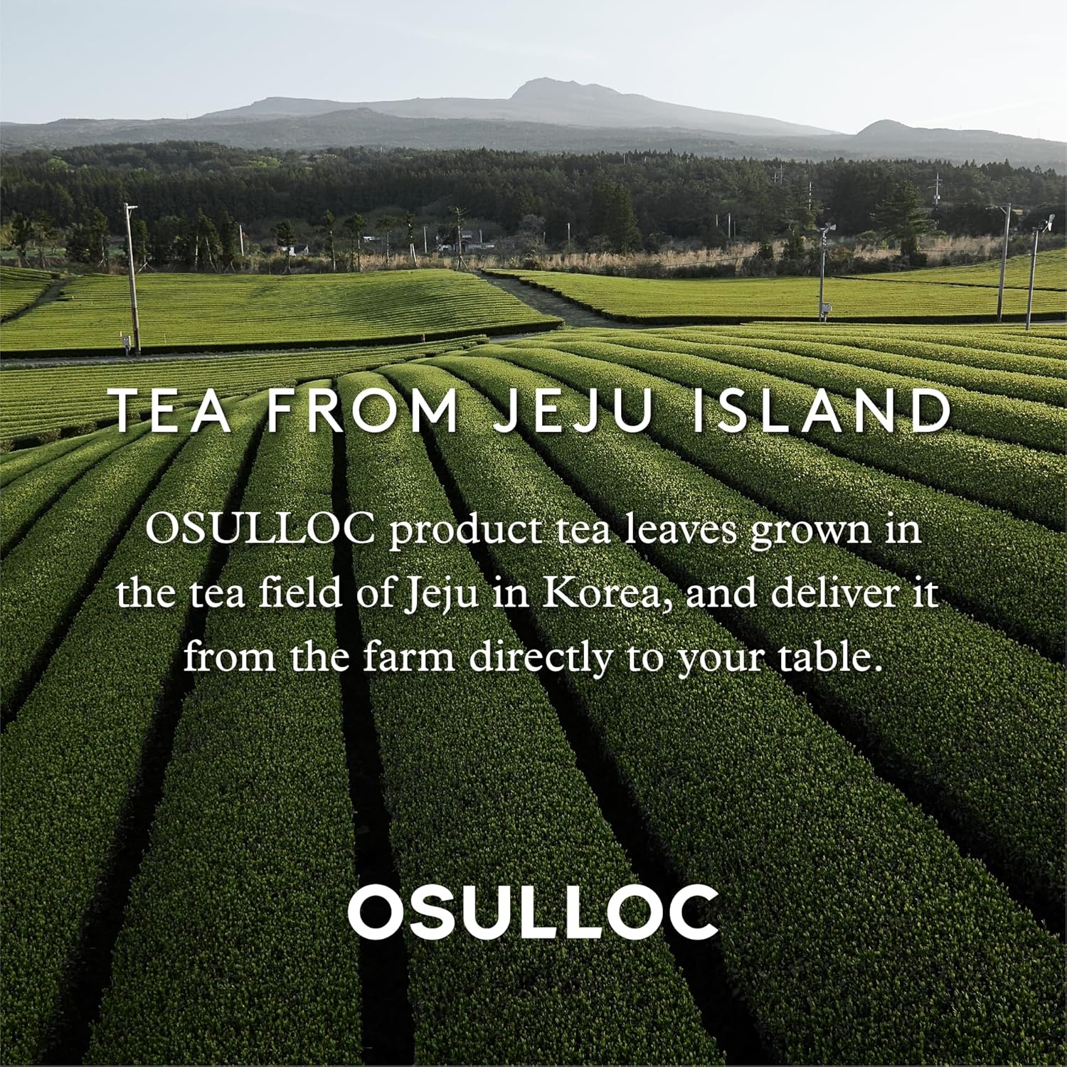 OSULLOC Honey Pear Tea (Sweet Pear & Honey Flavor), Iced tea bags Fruit tea Blend, Premium Teabags from Jeju Island, 20 count