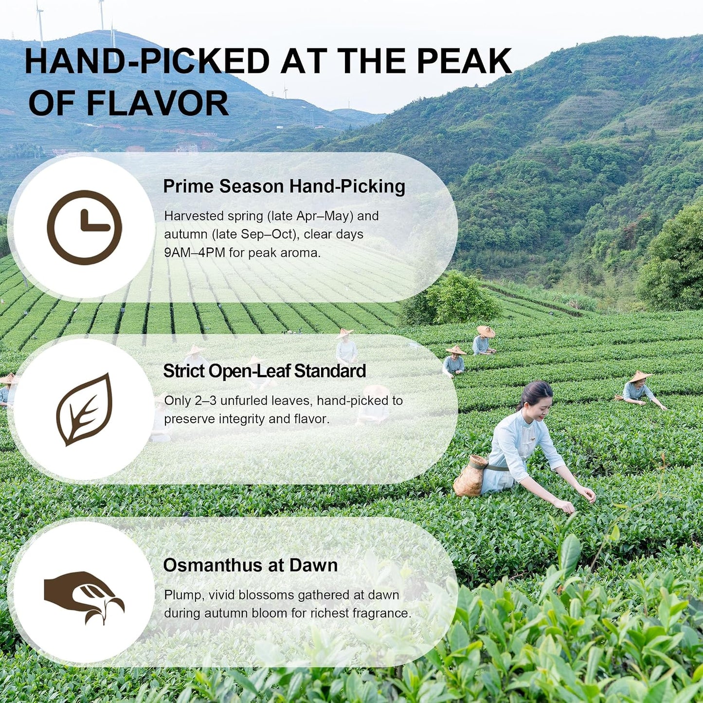 BAMATEA Osmanthus Oolong Tea Tieguanyin Loose Leaf, 210g (7.41oz), 30 Packs