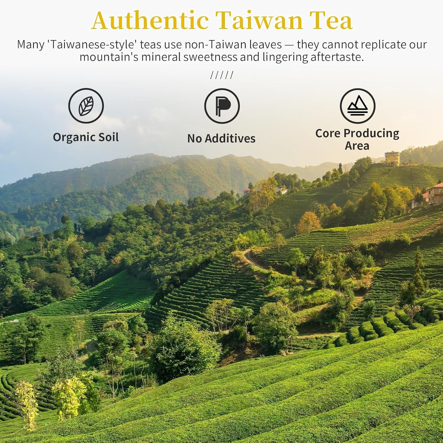 CHADUO Dong Ding Oolong Tea Loose Leaf Taiwan High Mountain Oolong Tea Taiwanese Tung Ting Gaoshan Ulong Tea 150g 5.3oz from Lugu Township Orchid Aroma 凍頂乌龙茶 乌龙茶