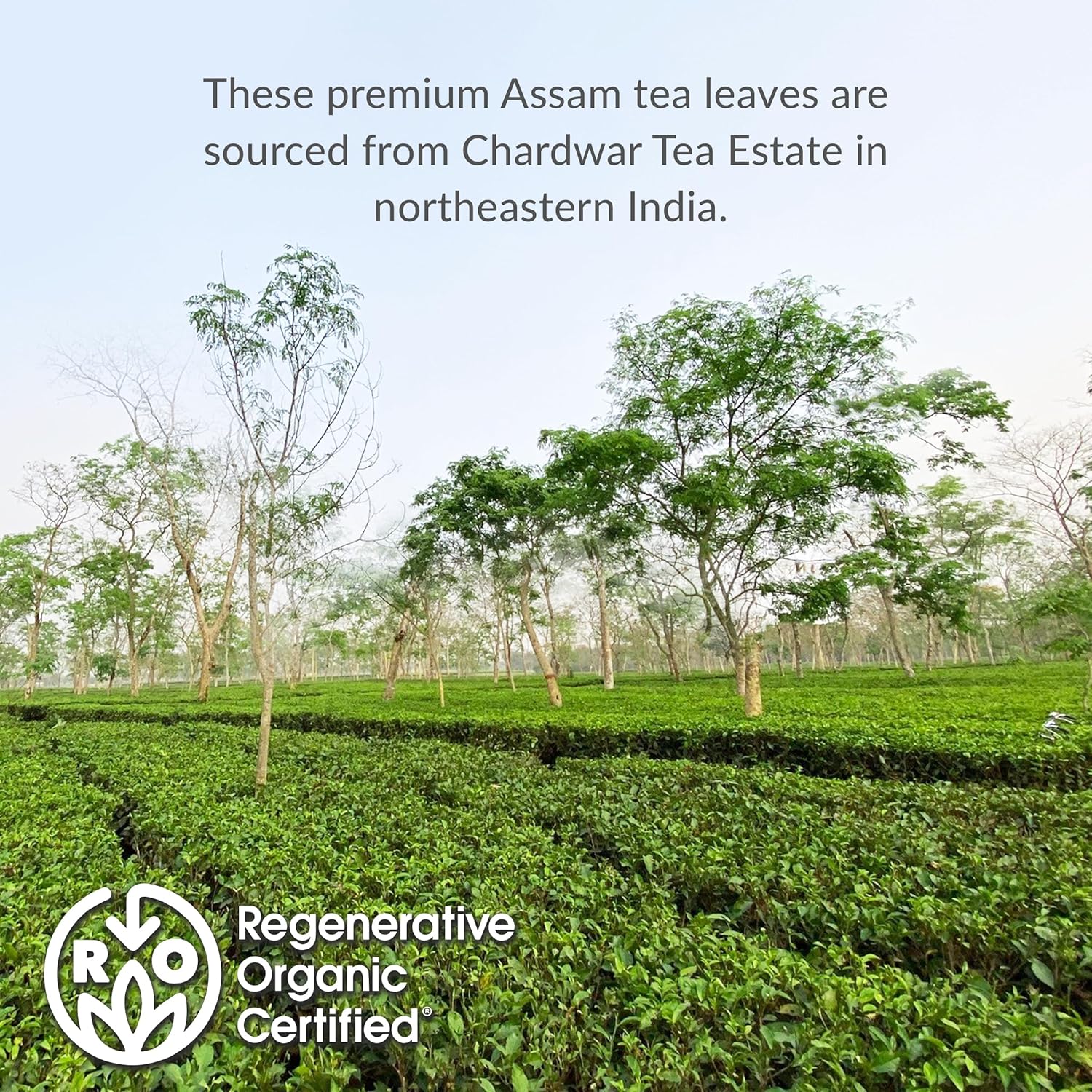 The Republic of Tea – Organic Assam, 36 Naturally Caffeinated Black Tea Bags, Regenerative Organic Certified