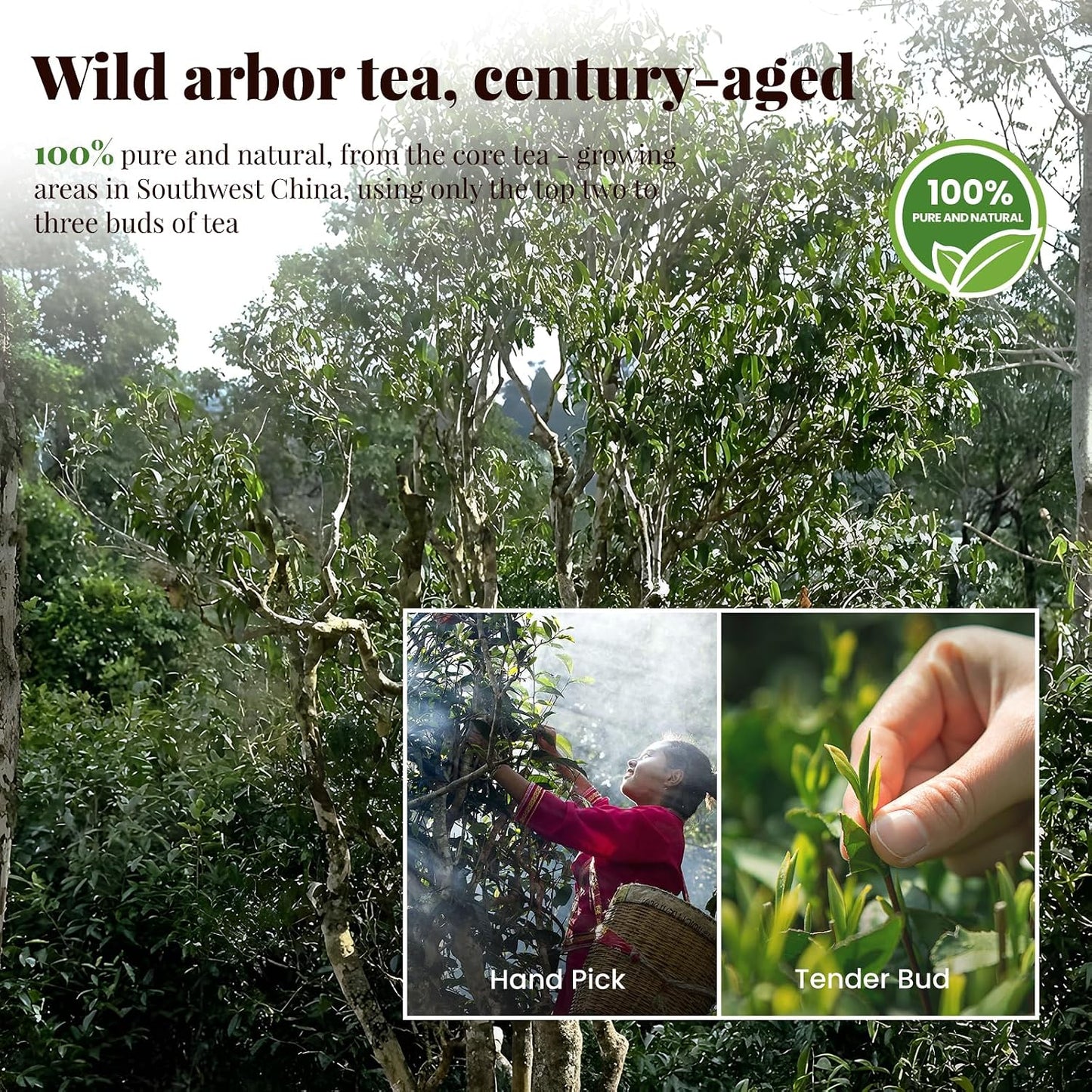 The Spring Tea Premium Grade Wild Tree Black Tea From 300+ Year Old Tree, Loose Leaf Tea, Organic, With Individual Pack, Just harvested in Spring, Exquisite, Handpicked, Gift Package, 3.5oz/100g