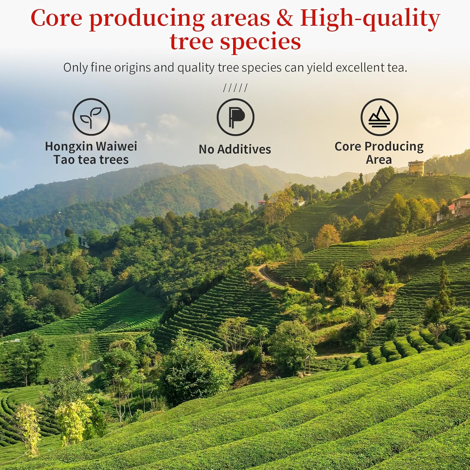 CHADUO Tieguanyin Oolong Tea Loose Leaf Authentic Anxi Tieguanyin Tea High Mountain Oolong Tie Guan Yin Iron Goddess Tea Natural Orchid Fragrance Pure Hongxin Waiwei Tao Cultivar 5.3oz/150g Chinese Tea 铁观音 安溪铁观音 乌龙茶