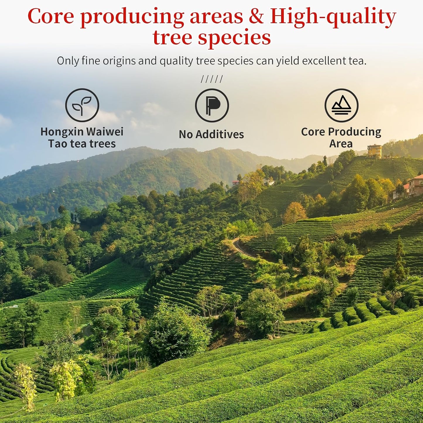 CHADUO Tieguanyin Oolong Tea Loose Leaf Authentic Anxi Tieguanyin Tea High Mountain Oolong Tie Guan Yin Iron Goddess Tea Natural Orchid Fragrance Pure Hongxin Waiwei Tao Cultivar 5.3oz/150g Chinese Tea 铁观音 安溪铁观音 乌龙茶