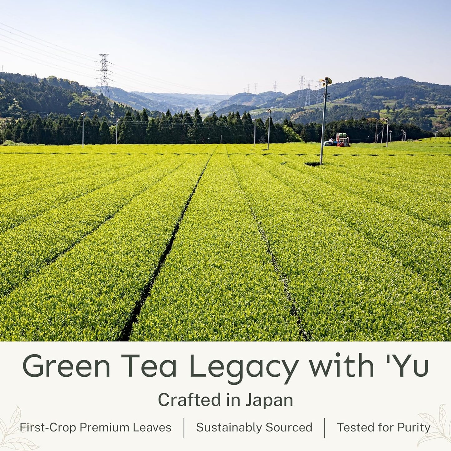 Yu Tea Organic Ceremonial Grade Matcha Powder, 50 Servings | Packed with Antioxidants, L-Thanine & Natural Caffeine | Unsweetened Grade A Japanese Matcha Powder | Resealable Pouch, 2.65 oz