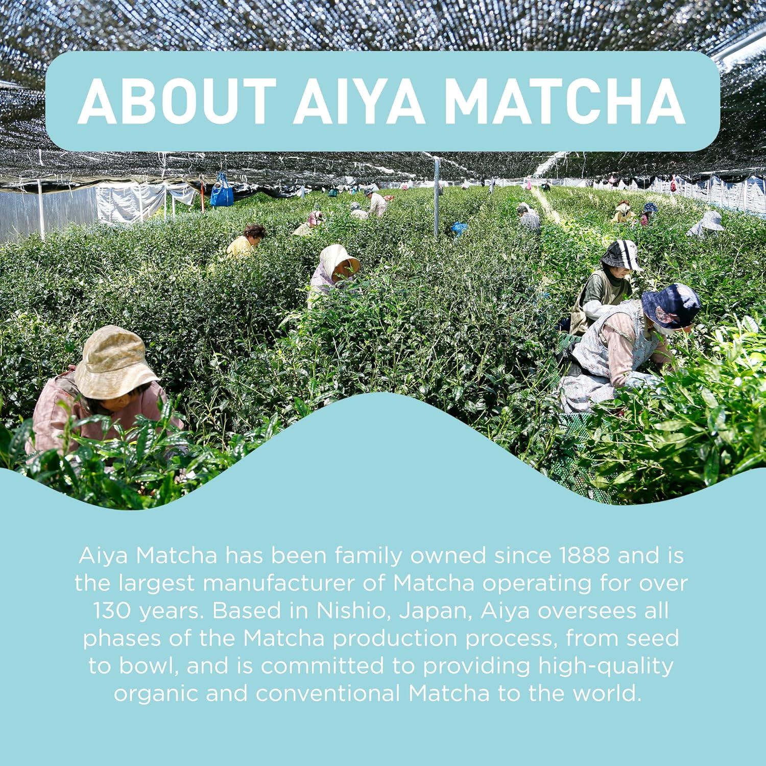 Aiya Organic Matcha Infused Gyokuro | Organic Ceremonial Matcha Green Tea, Organic Gyokuro | 10 Count