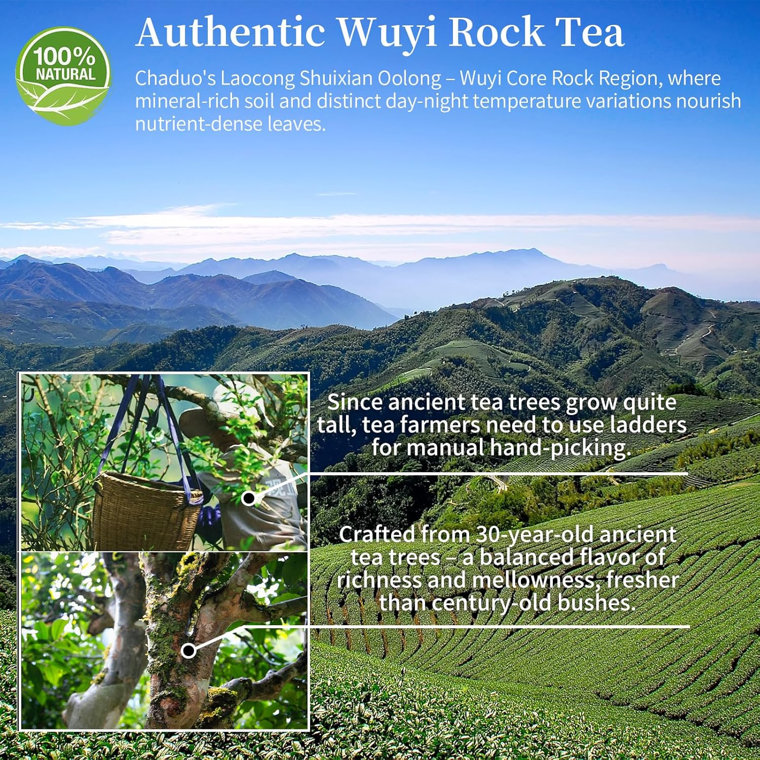 CHADUO Laocong Shuixian Dahongpao Oolong Tea Loose leaf Wuyi Da Hong Pao Chinese Tea 4.23oz/120g Wuyi Rock Tea Zheng Yan Production Area Orchid Fragrance & Woody Fragrance 老枞水仙 武夷岩茶 乌龙茶