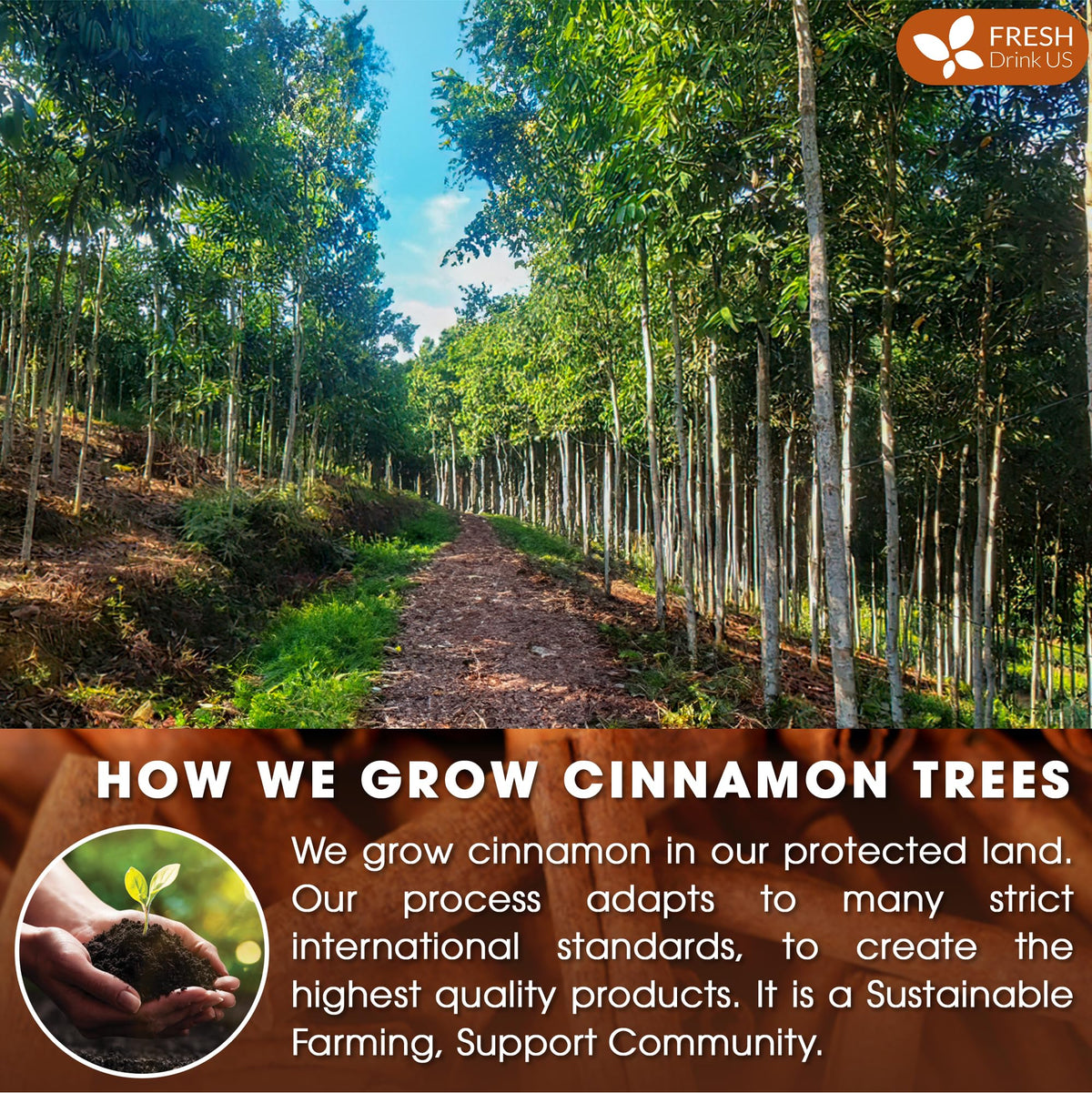 FreshDrinkUS, 75+ Cinnamon Sticks, 2 ¾”, 100% Pure & Natural, Strong Aroma, Great for Baking, Cooking, Beverages & Gift, No