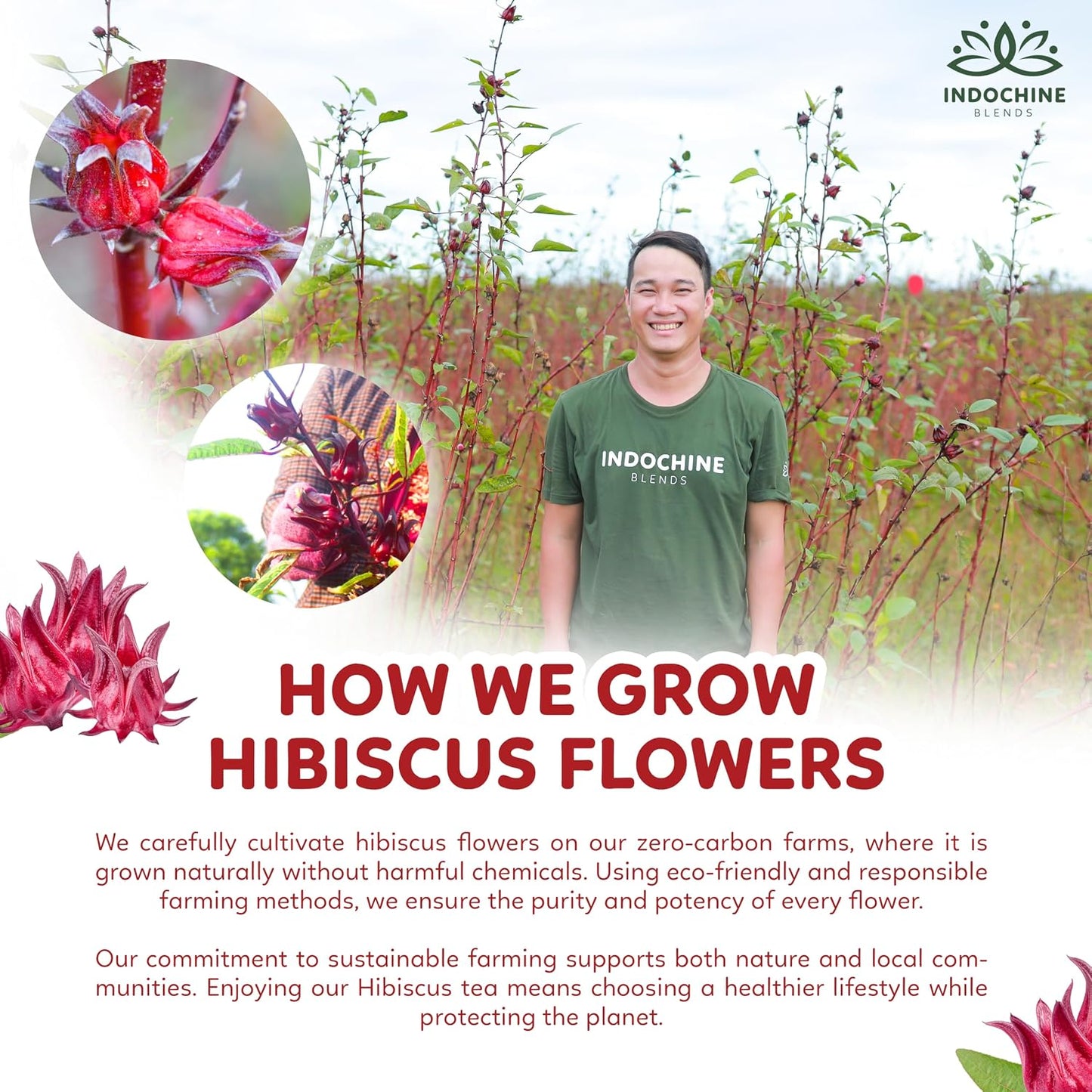 Indochine Blends Hibiscus Tea Bags, 100% Pure Hibiscus Flower, 50 Count