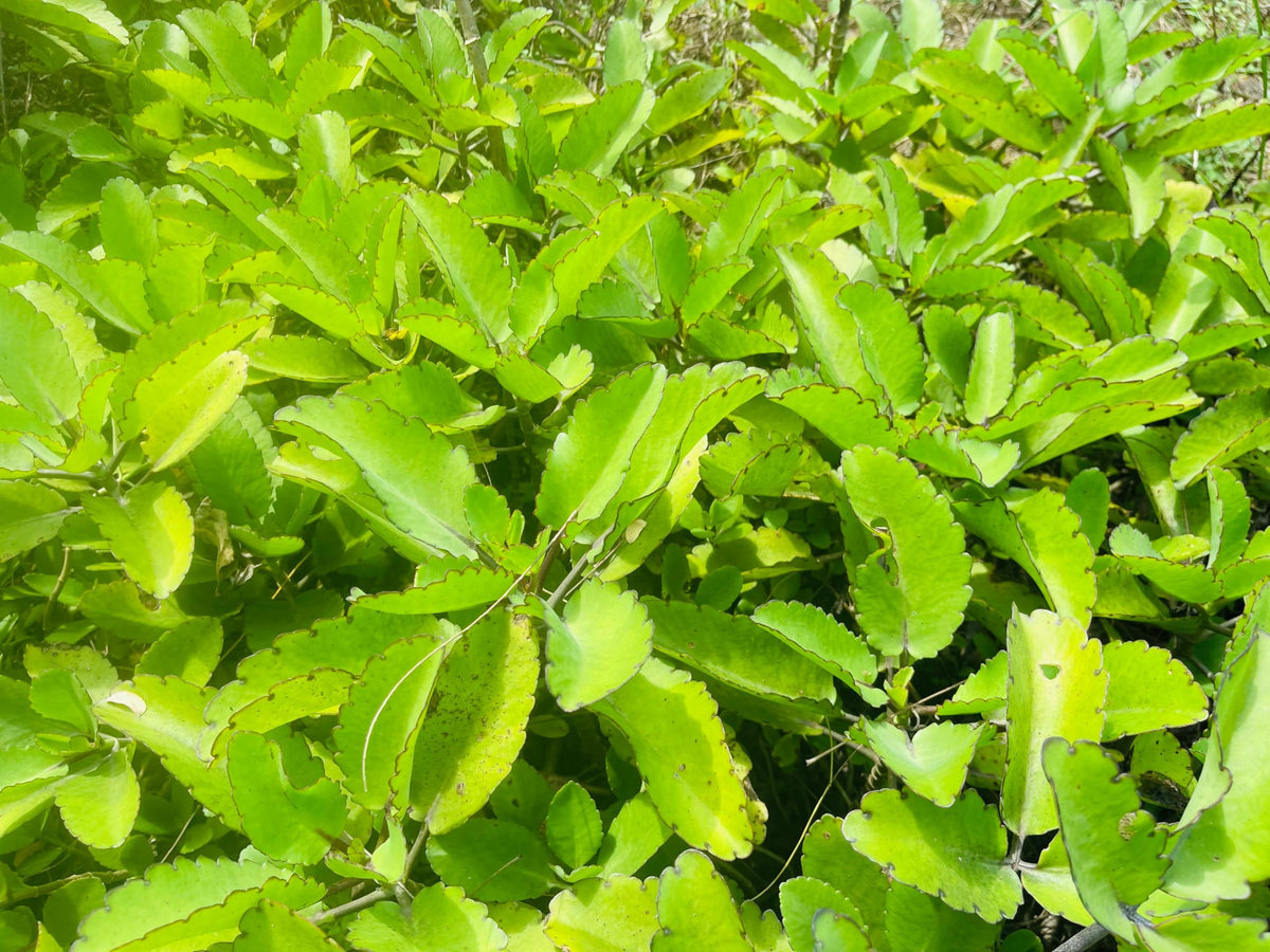 Ceylonwood Herbals Organic Kalanchoe pinnata Leaves Tea, miracle leaf air plants Bryophyllum Pinnatum Herbal Tea, 40 Tea