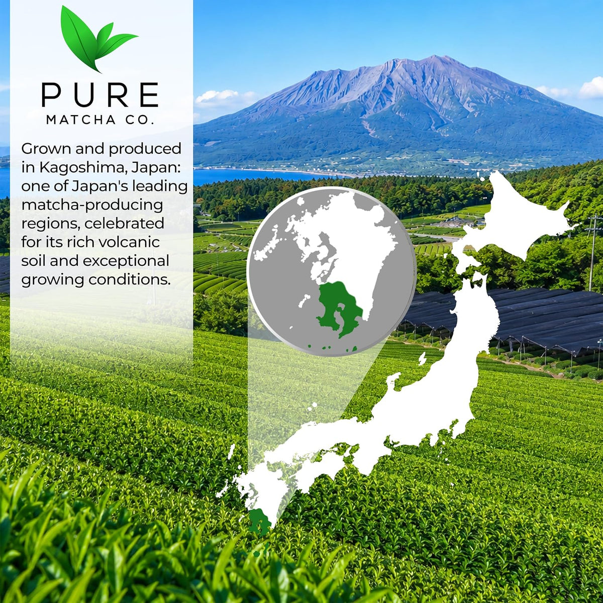 Pure Matcha Co | Premium Ceremonial Grade Matcha Green Tea Powder | Authentic Japanese Origin | Sugar Free | 30g, 1.06oz