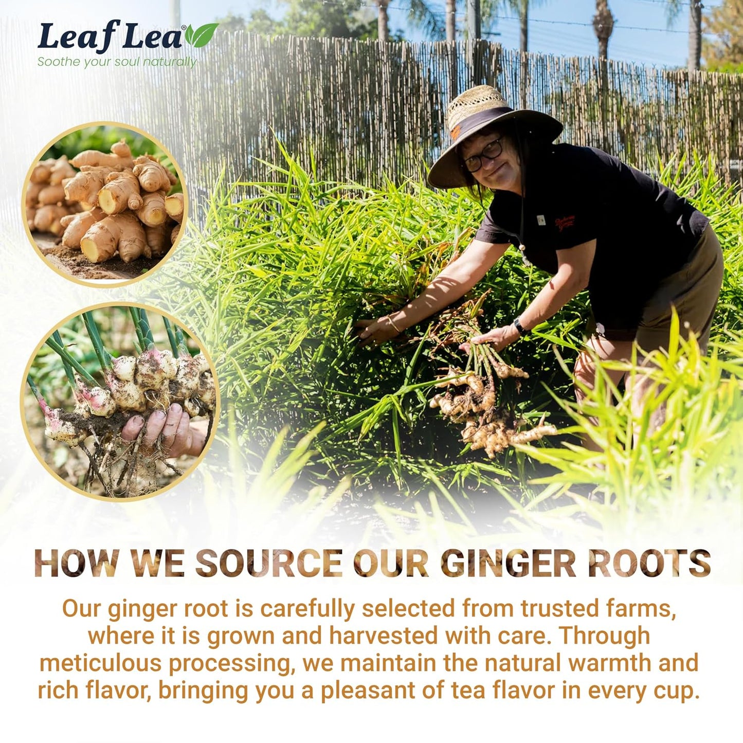 LeafLea Ginger Tea Bags, Strong Ginger Herbal Tea, 160 Count Bulk | Spicy Single-Ingredient Brew, Individually Foil-Wrapped, Best-Value Stock-Up, Supports Digestion, Caffeine-Free