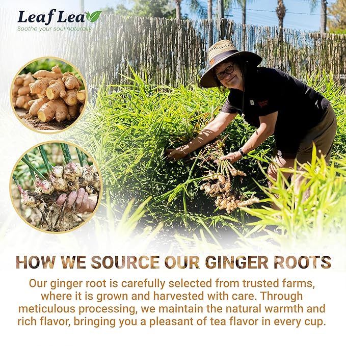 LeafLea 40 Ginger Tea Bags, 100% Pure & Natural from Dried Ginger Root Tea, Spicy & Comforting Herbal Tea Supports Digestion, Caffeine Free, Sugar Free, No Gluten, Non-GMO, Vegan