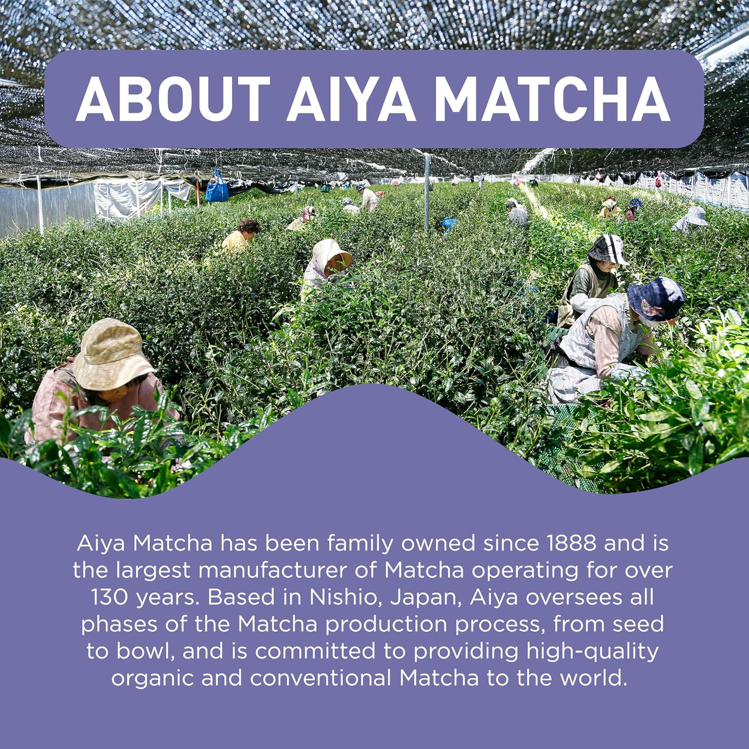 Aiya Matcha+ Focus™ - Peach Flavored Matcha Drink Mix with L-Theanine - 220mg L-Theanine - Natural Focus Booster - Premium Japanese Matcha Green Tea Powder - 8 Sticks