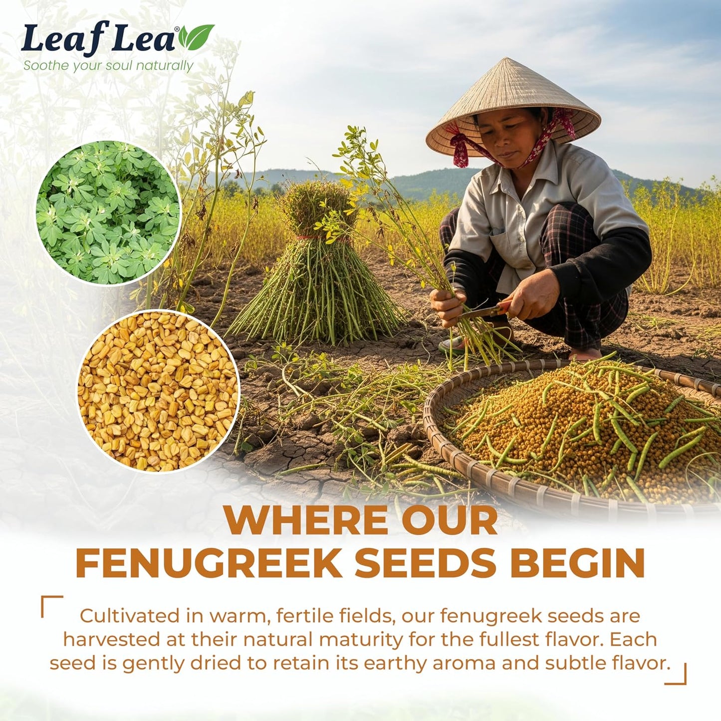 LeafLea Fenugreek Tea Bags, Pure Fenugreek Seed Herbal Infusion, 40 Count | 100% Pure Fenugreek Seeds, Fenogreco Tea, Nutty Maple-Like Flavor, Caffeine-Free, Vegan, Individually Foil-Wrapped