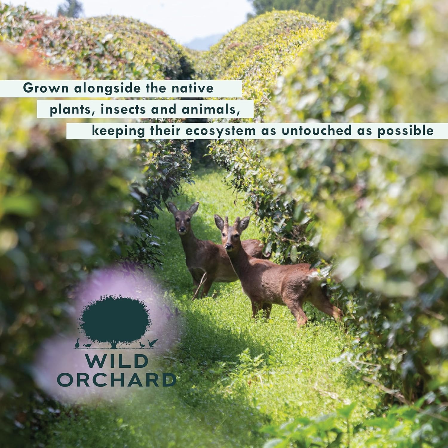 Wild Orchard Premium Grade Oolong Tea - 100% Regenerative Organic Certified - Sustainably & Regeneratively Cultivated on Jeju Island in South Korea - Loose Leaf Oolong Tea