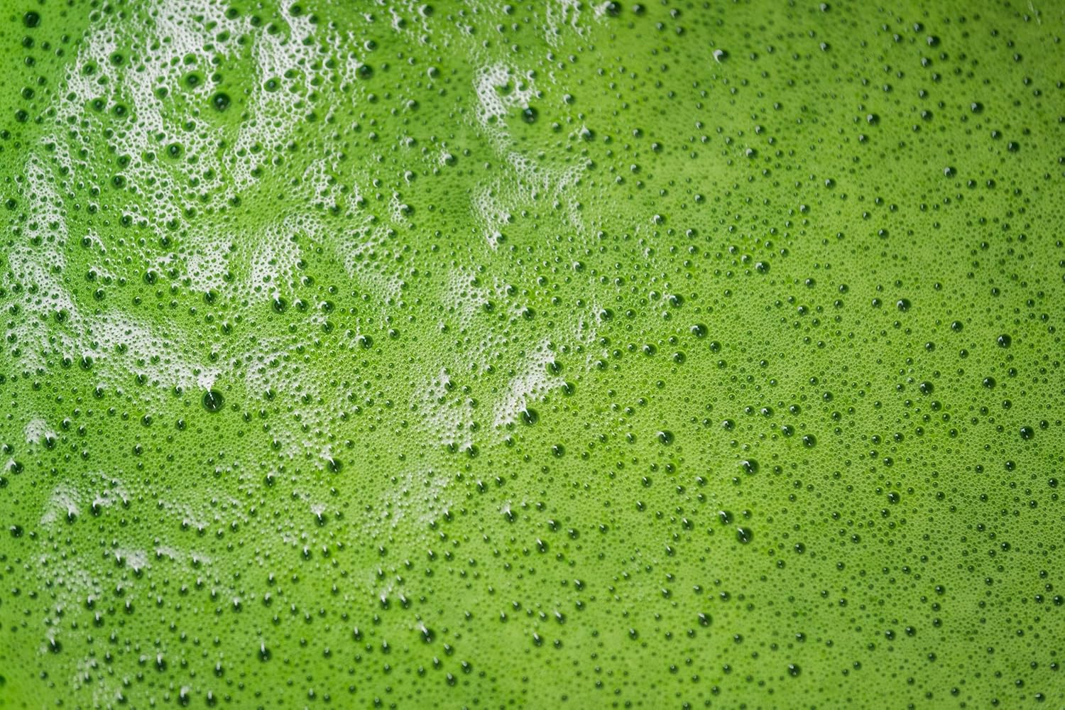 The Vedas UJI Kyoto Imperial Ceremonial Grade Matcha Tea crafted by Hamayen Vikshuva(ハマーン・ヴィクシュヴァ) | from Uji Kyoto | 50 grams