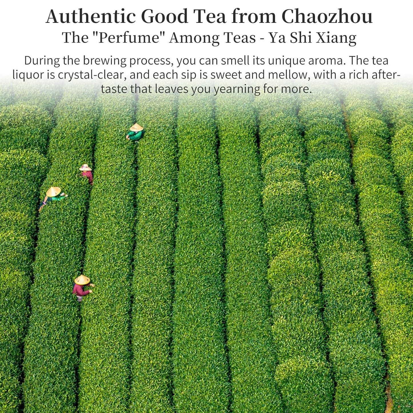 Yuexi Phoenix Oolong Tea Loose Leaf Ya Shi Xiang Dancong Tea Loose Leaf 4.23oz/120g Top-grade Chaozhou Phoenix Mountain Tea Rich Flavor 凤凰单枞 鸭屎香 潮州乌岽乌龙茶 单枞茶叶鸭屎香