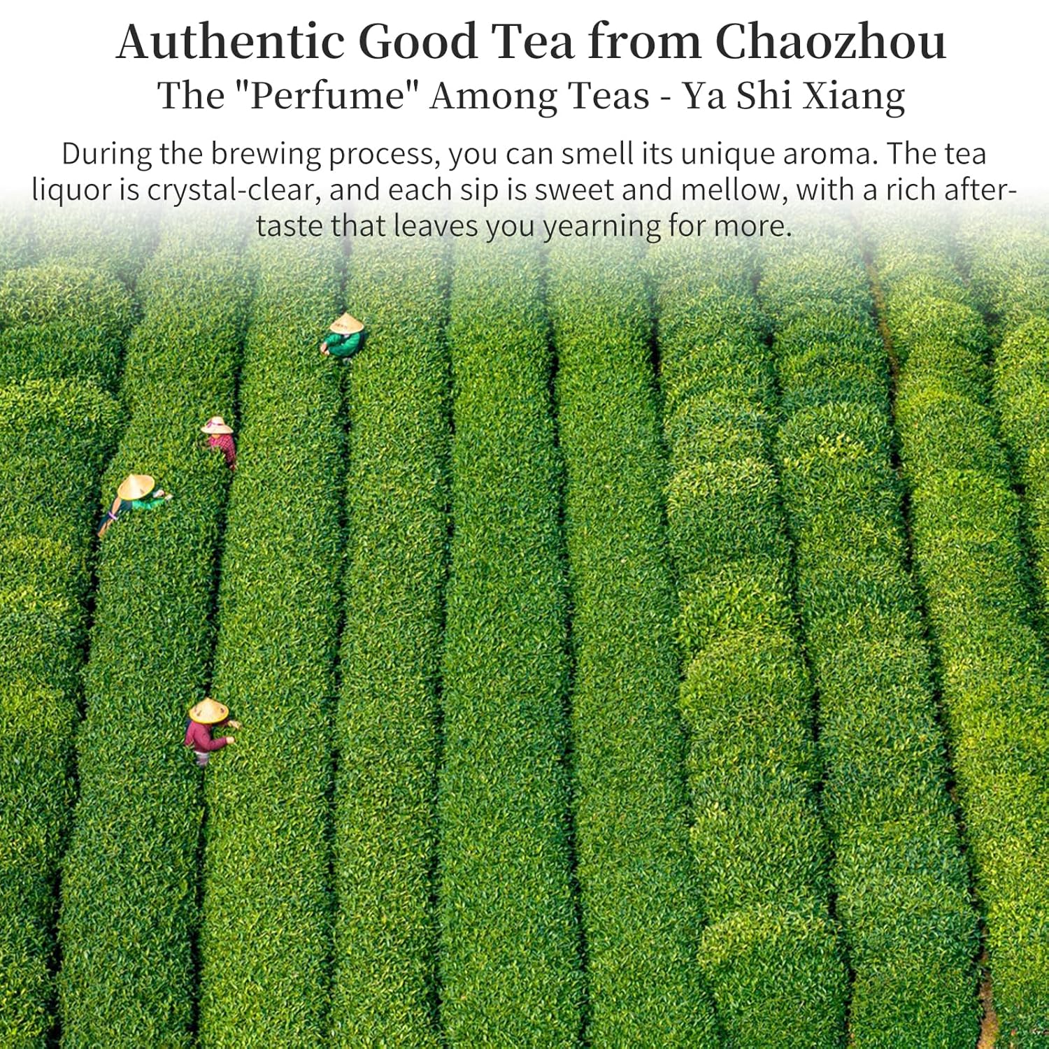 Yuexi Phoenix Oolong Tea Loose Leaf Ya Shi Xiang Dancong Tea Loose Leaf 4.23oz/120g Top-grade Chaozhou Phoenix Mountain Tea Rich Flavor 凤凰单枞 鸭屎香 潮州乌岽乌龙茶 单枞茶叶鸭屎香