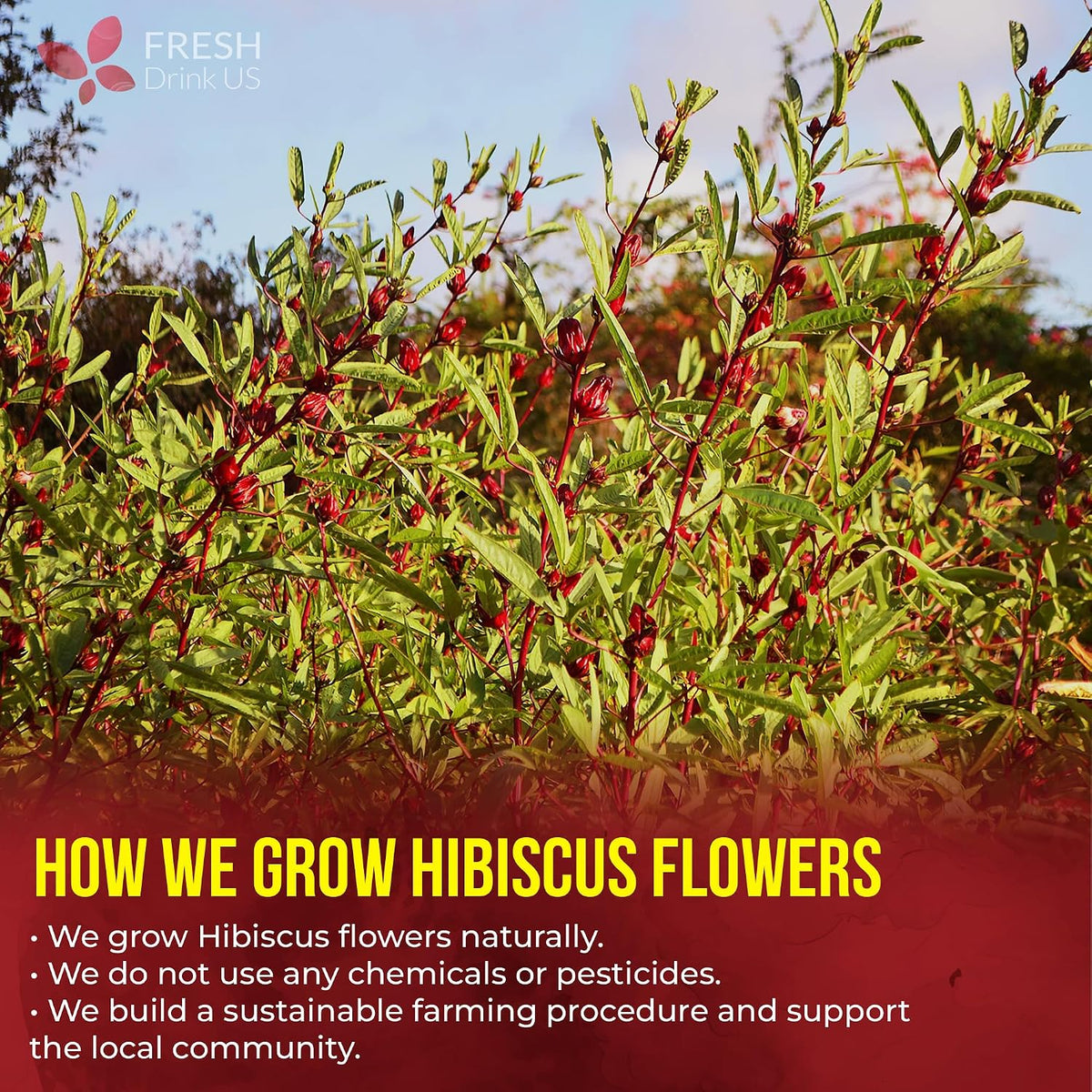 FreshDrinkUS, Premium Hibiscus Flower Tea, 235 Count, Pure, Caffeine Free