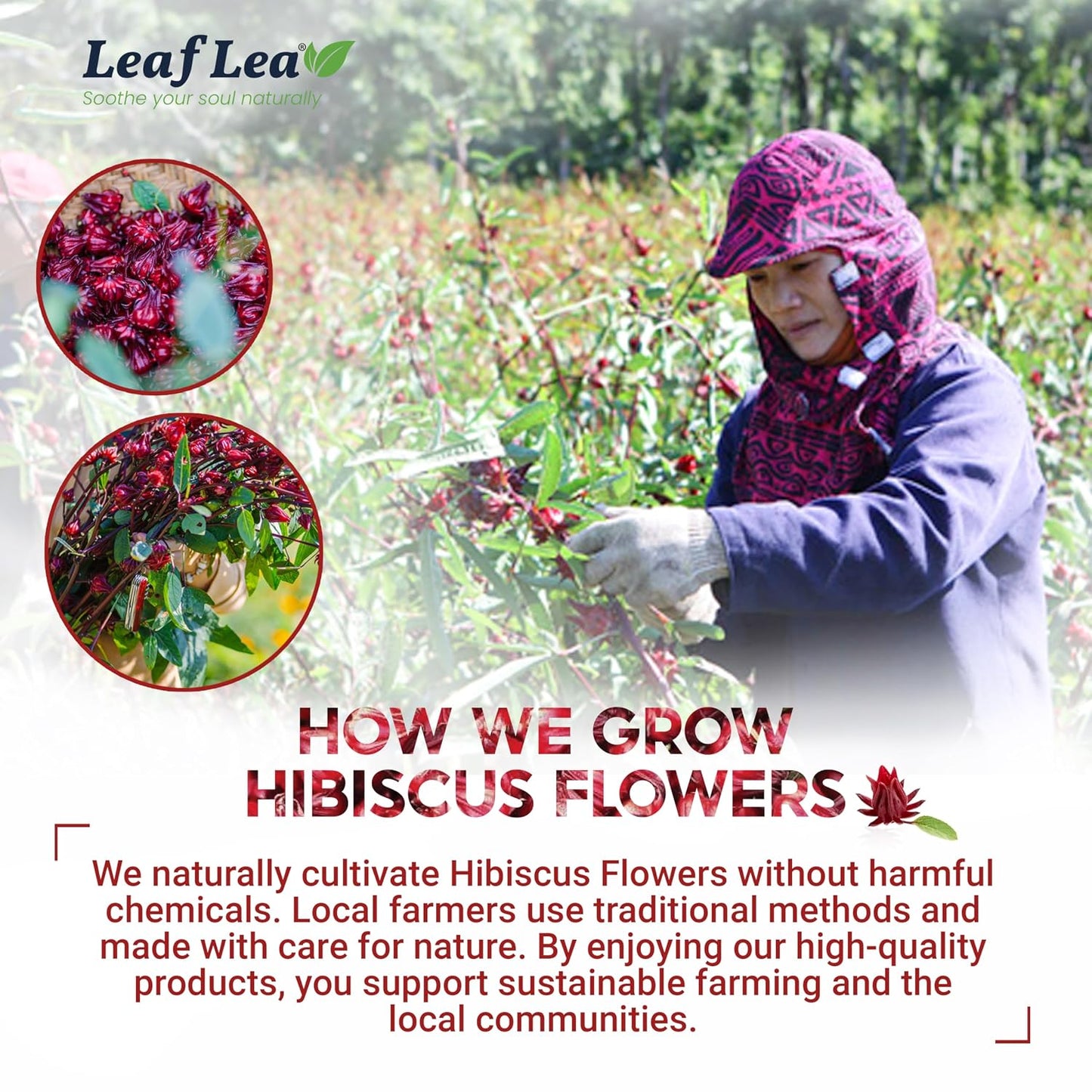 LeafLea Premium Hibiscus Flowers Tea Bags, Rich Flavor &amp; Color, 240 Count