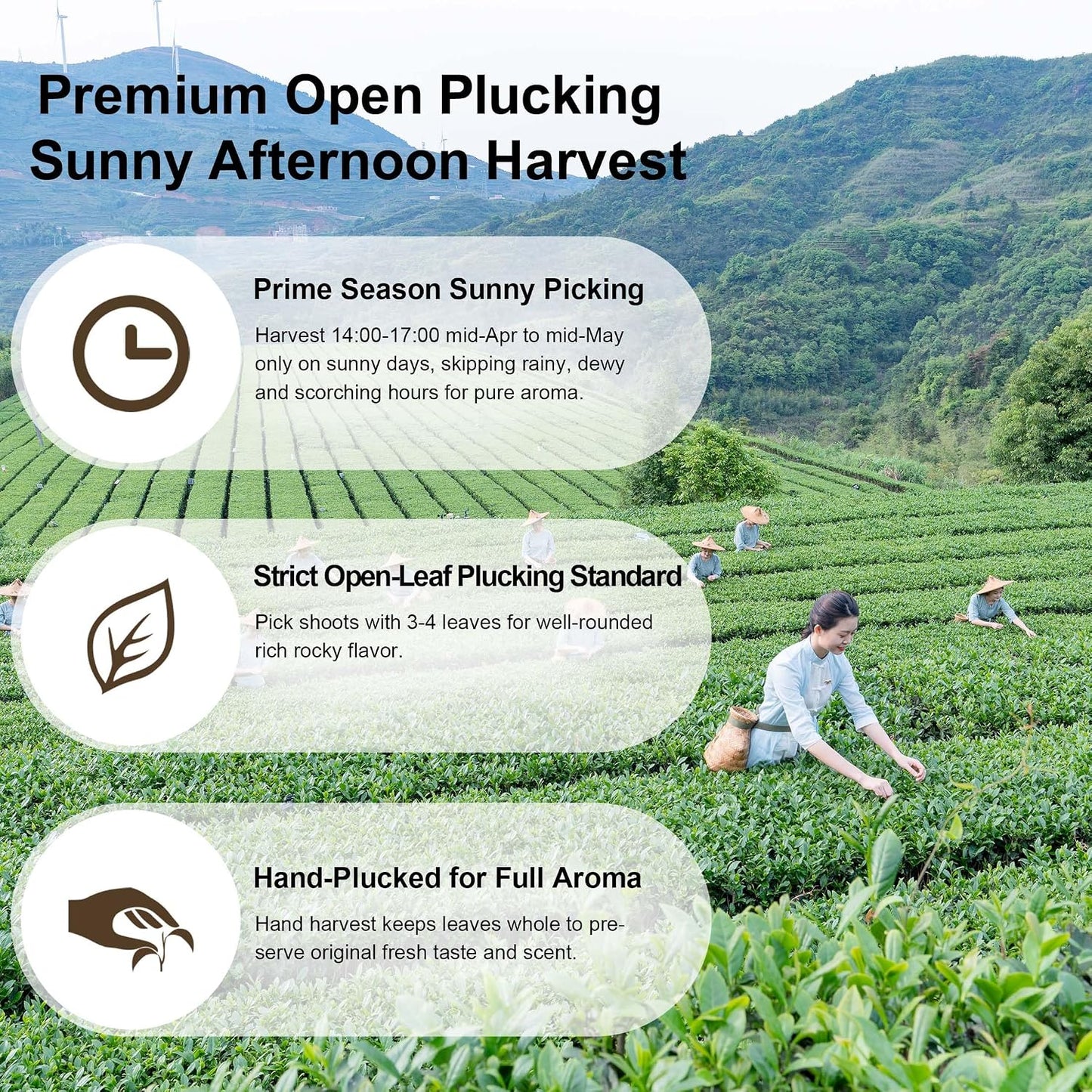 BAMATEA Premium Oolong Tea Da Hong Pao Big Red Robe Loose Leaf, 50g
